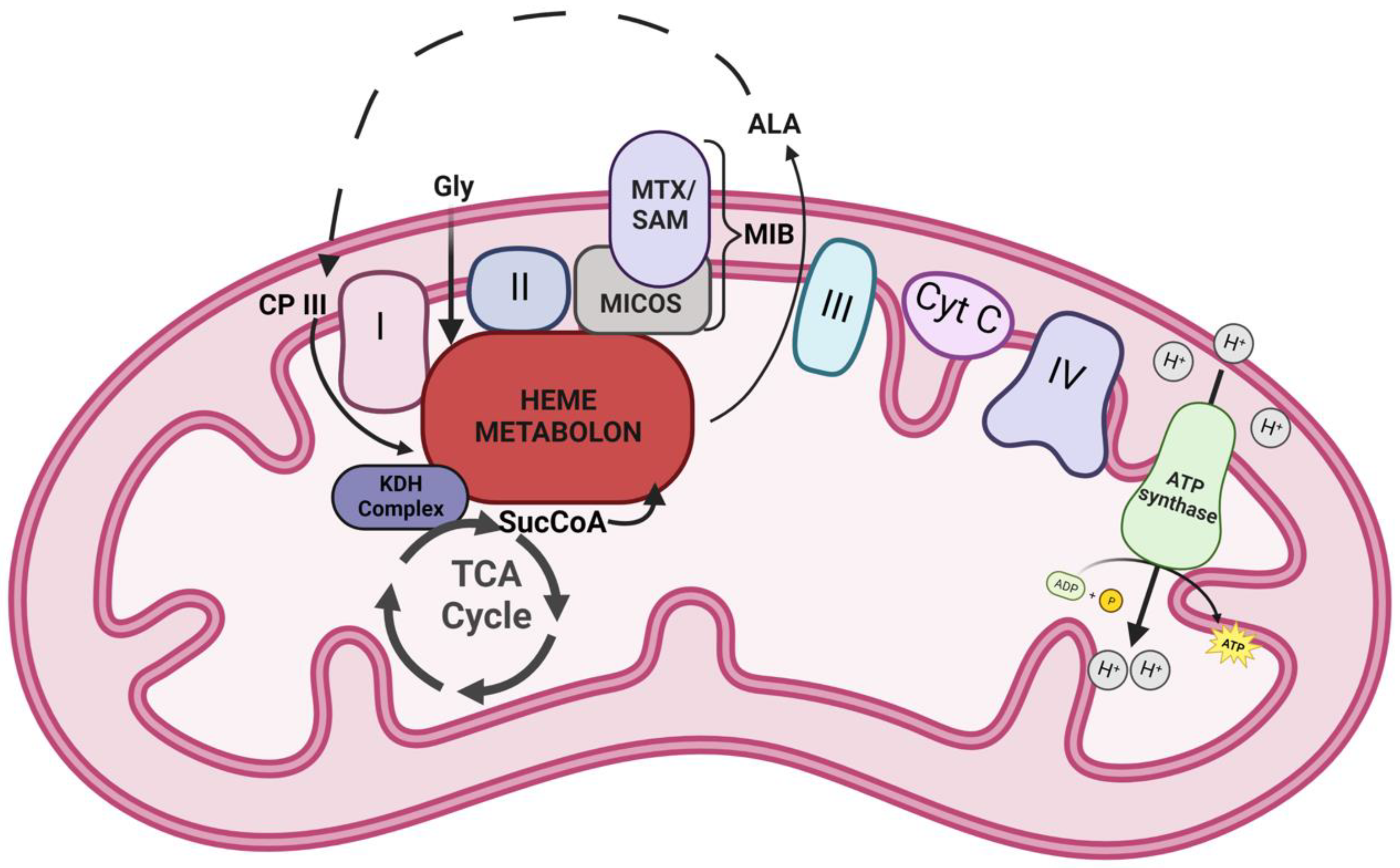 Life 13 00577 g004 Life 13 00577 g004