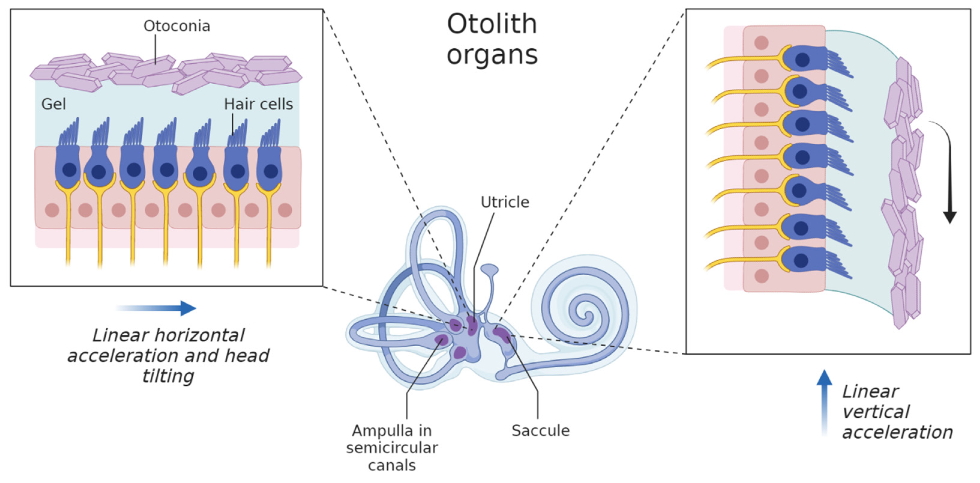 Otolith Membrane Anatomy: The Ultimate Guide - l6kys64