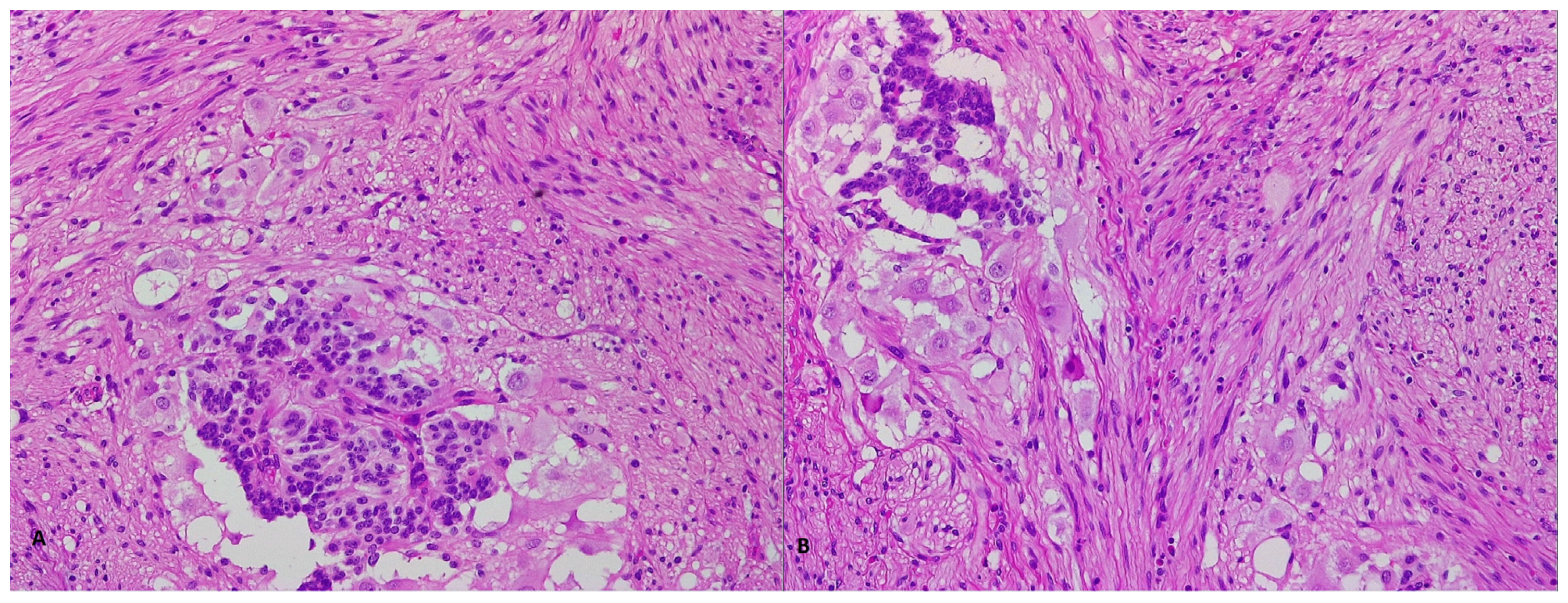 Life 13 00597 g004 Life 13 00597 g004