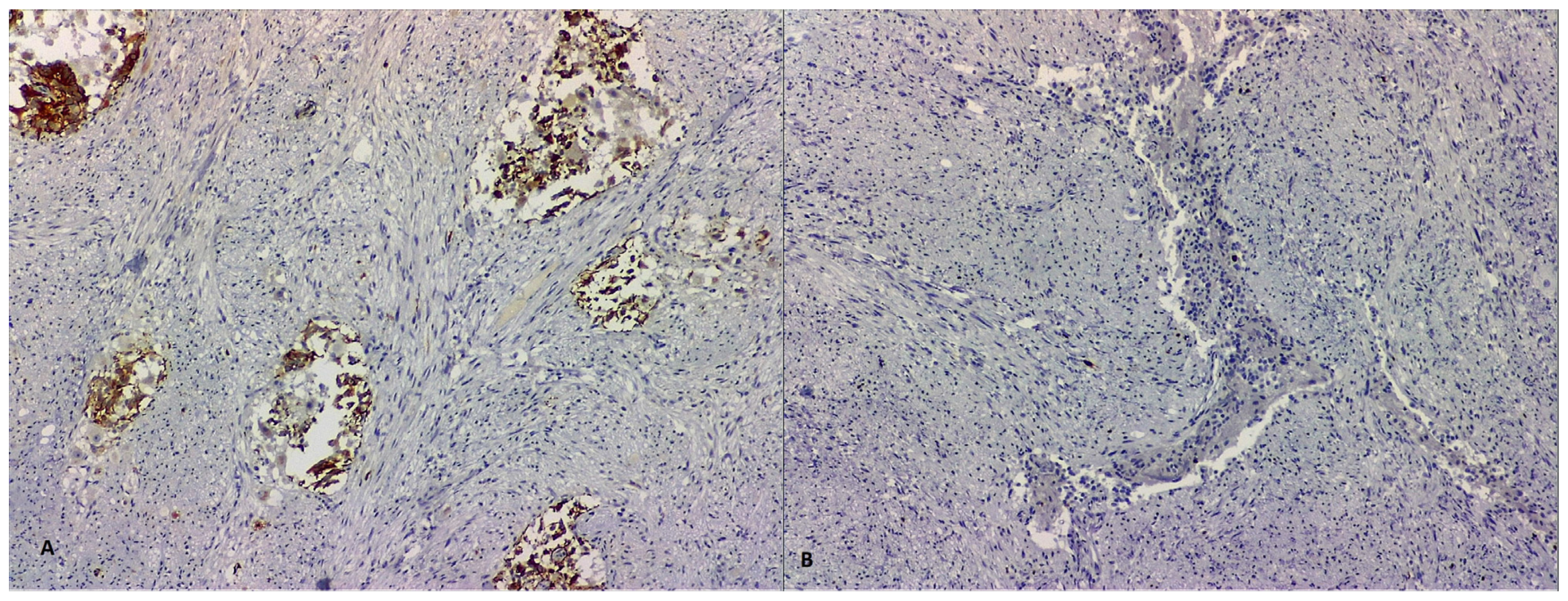 Life 13 00597 g005 Life 13 00597 g005