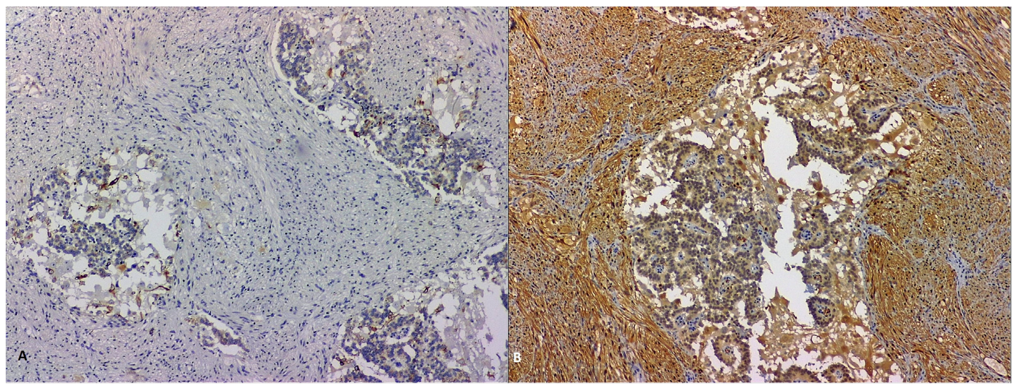 Life 13 00597 g010 Life 13 00597 g010