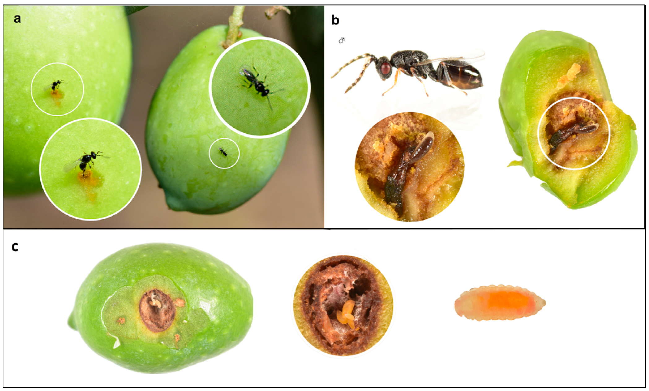 Life 13 00607 g005 Life 13 00607 g005