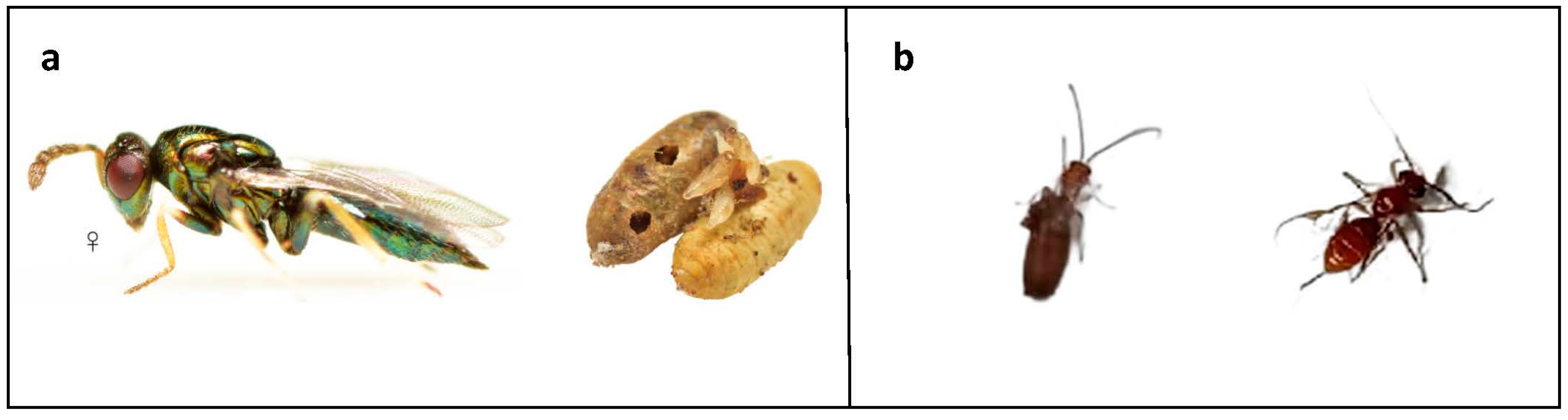 Life 13 00607 g006 Life 13 00607 g006