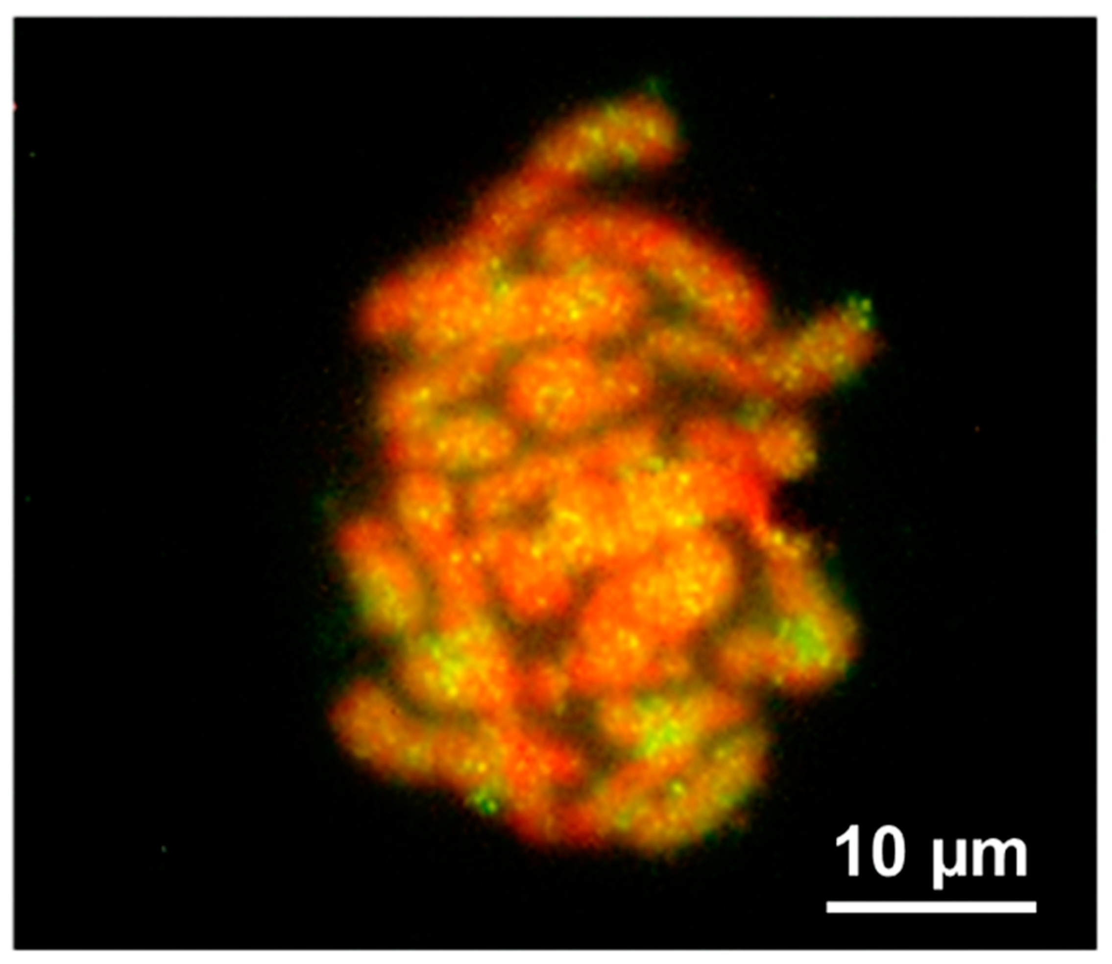 Life 13 00637 g003 Life 13 00637 g003