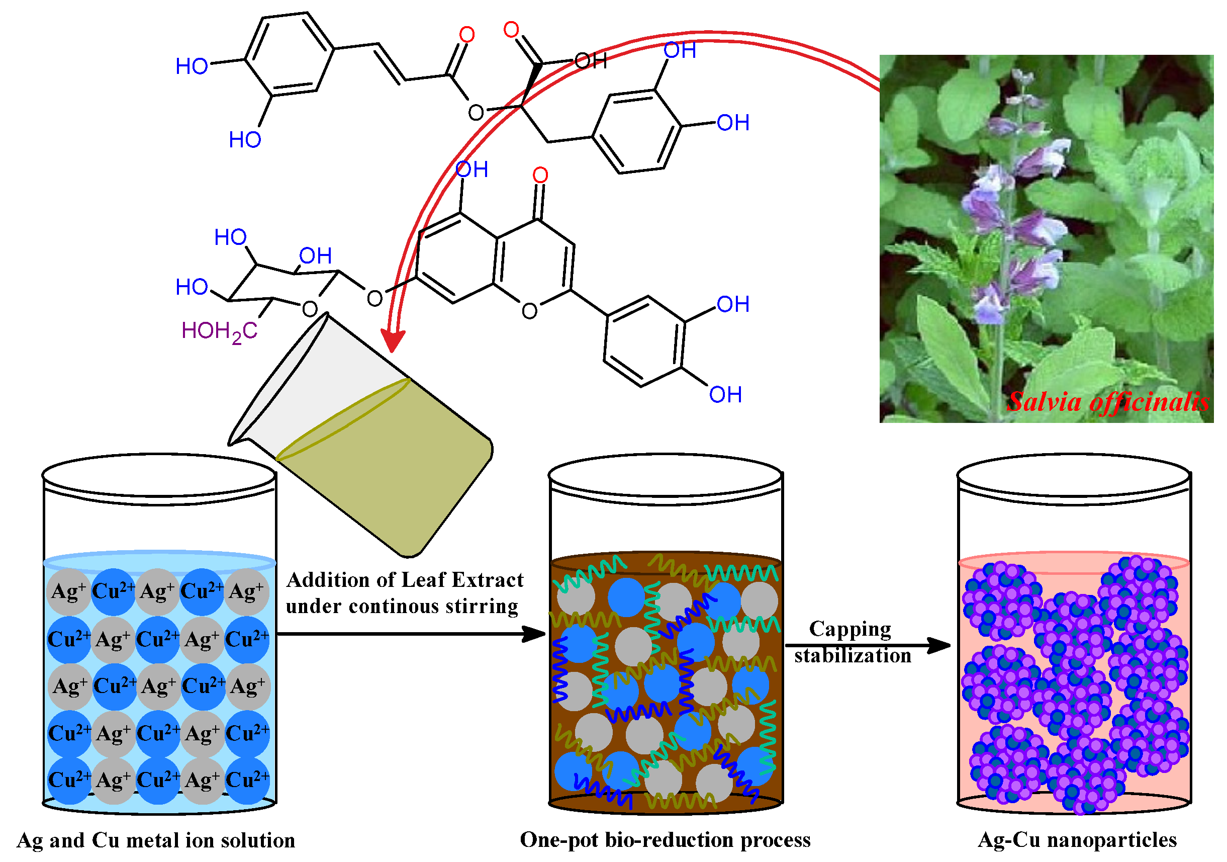 Biosynthesis of Novel Ag-Cu Bimetallic Nanoparticles from Leaf 