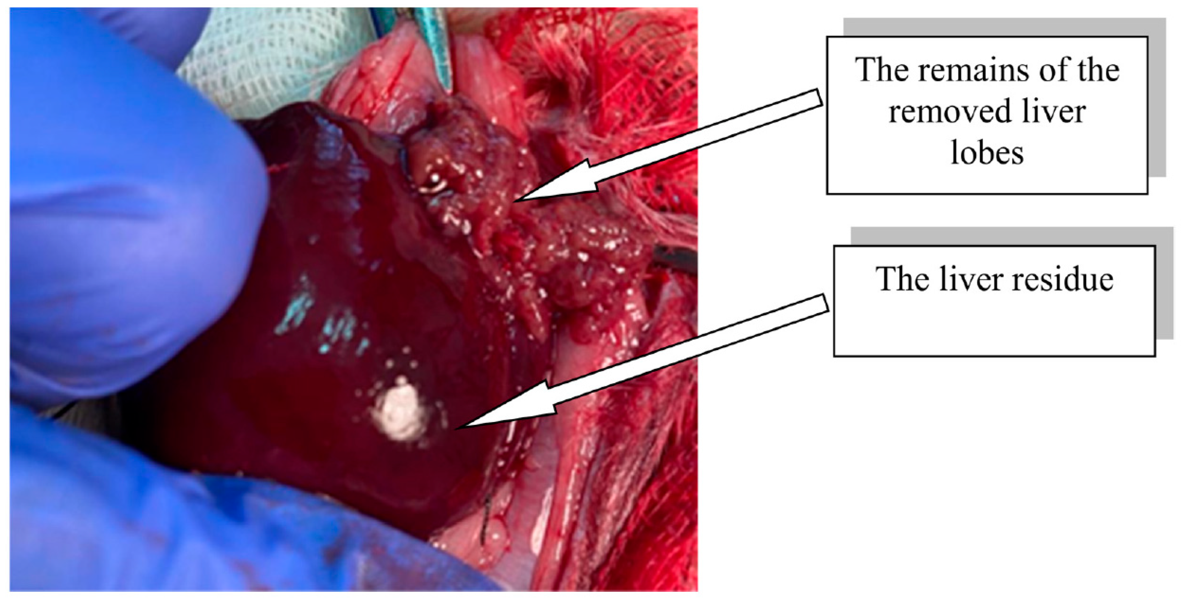 Life 13 00658 g002 Life 13 00658 g002