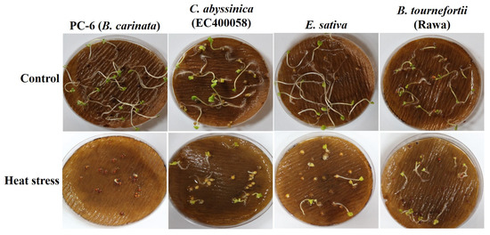 Indexing Resilience to Heat and Drought Stress in the Wild Relatives of ...