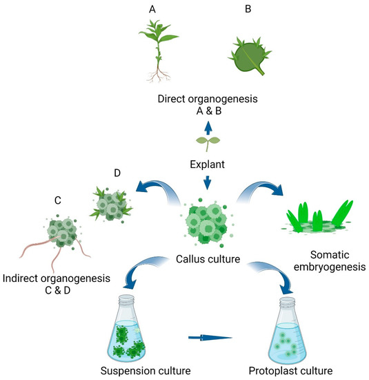 Life Free FullText Tissue Culture—A Sustainable Approach to