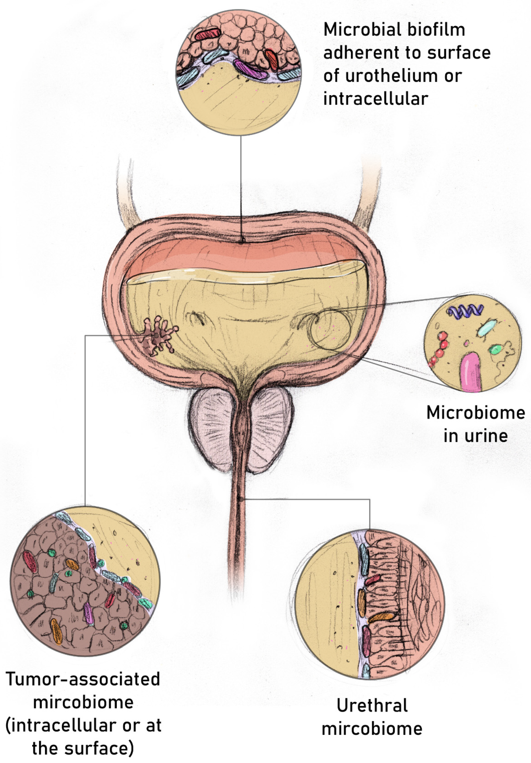 Life 13 00812 g001 Life 13 00812 g001