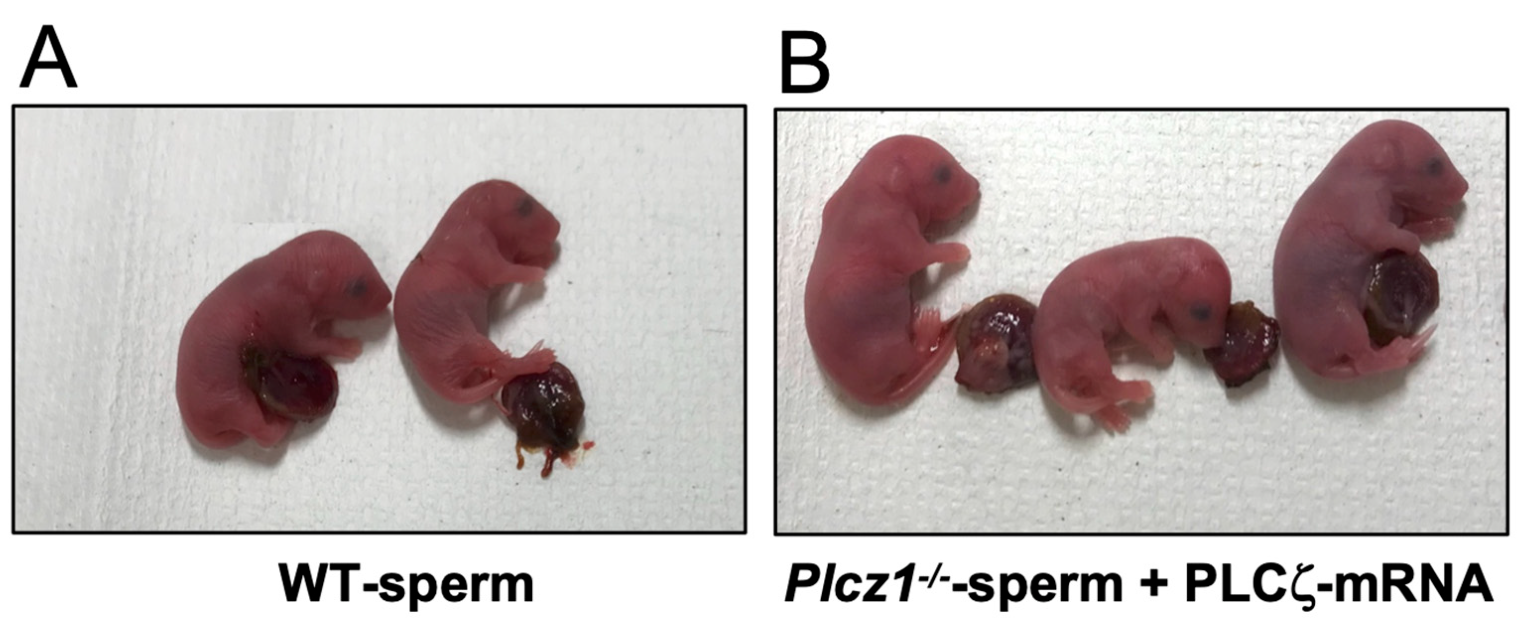 Life 13 00980 g005 Life 13 00980 g005