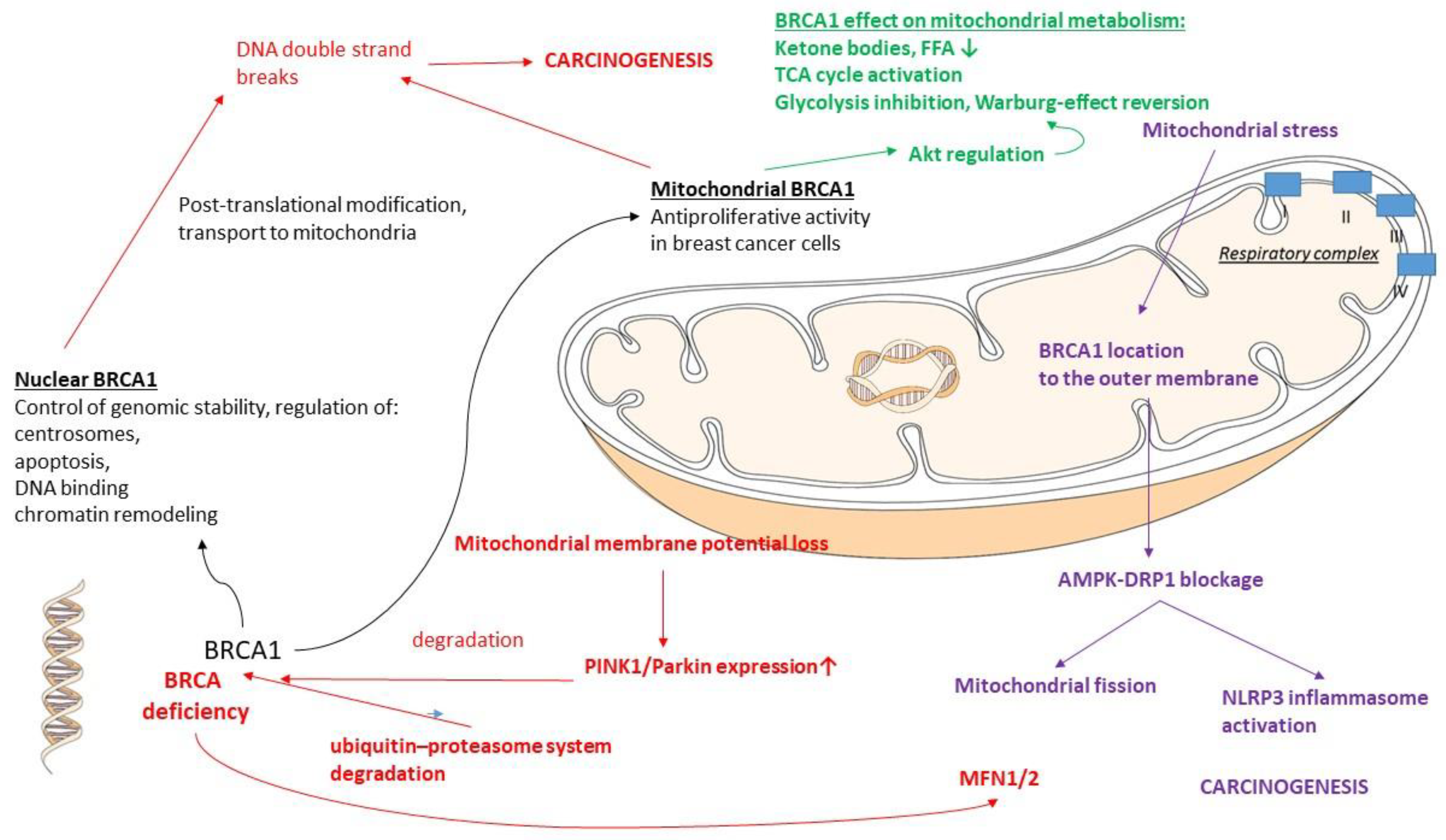 Life 13 00996 g003 Life 13 00996 g003