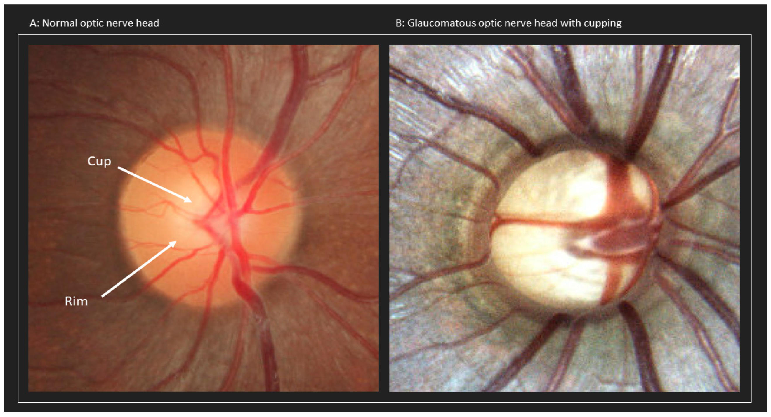 Life 13 01018 g001 Life 13 01018 g001