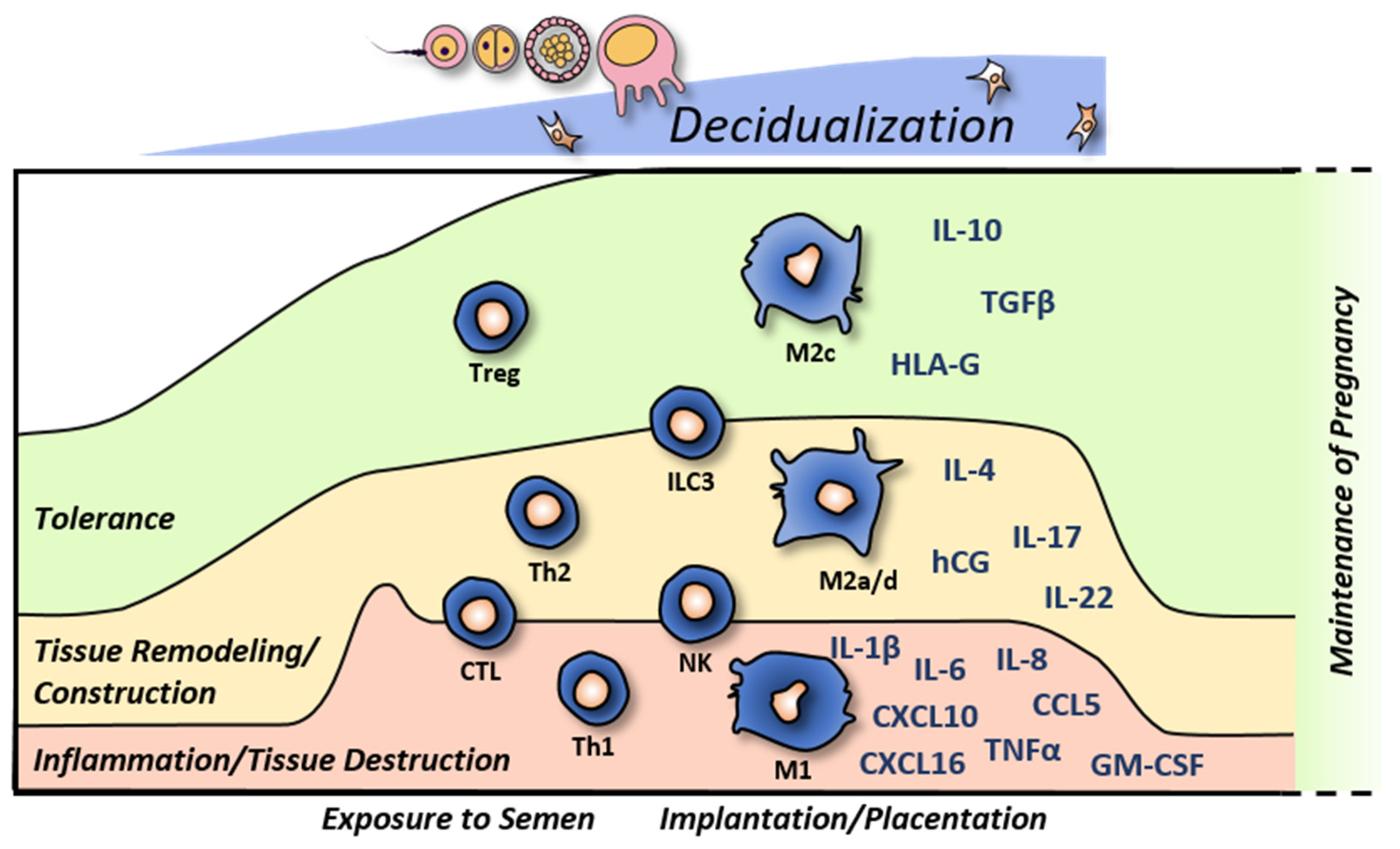 Induction of decidualization in KC02-44D cells. KC02-44D cells