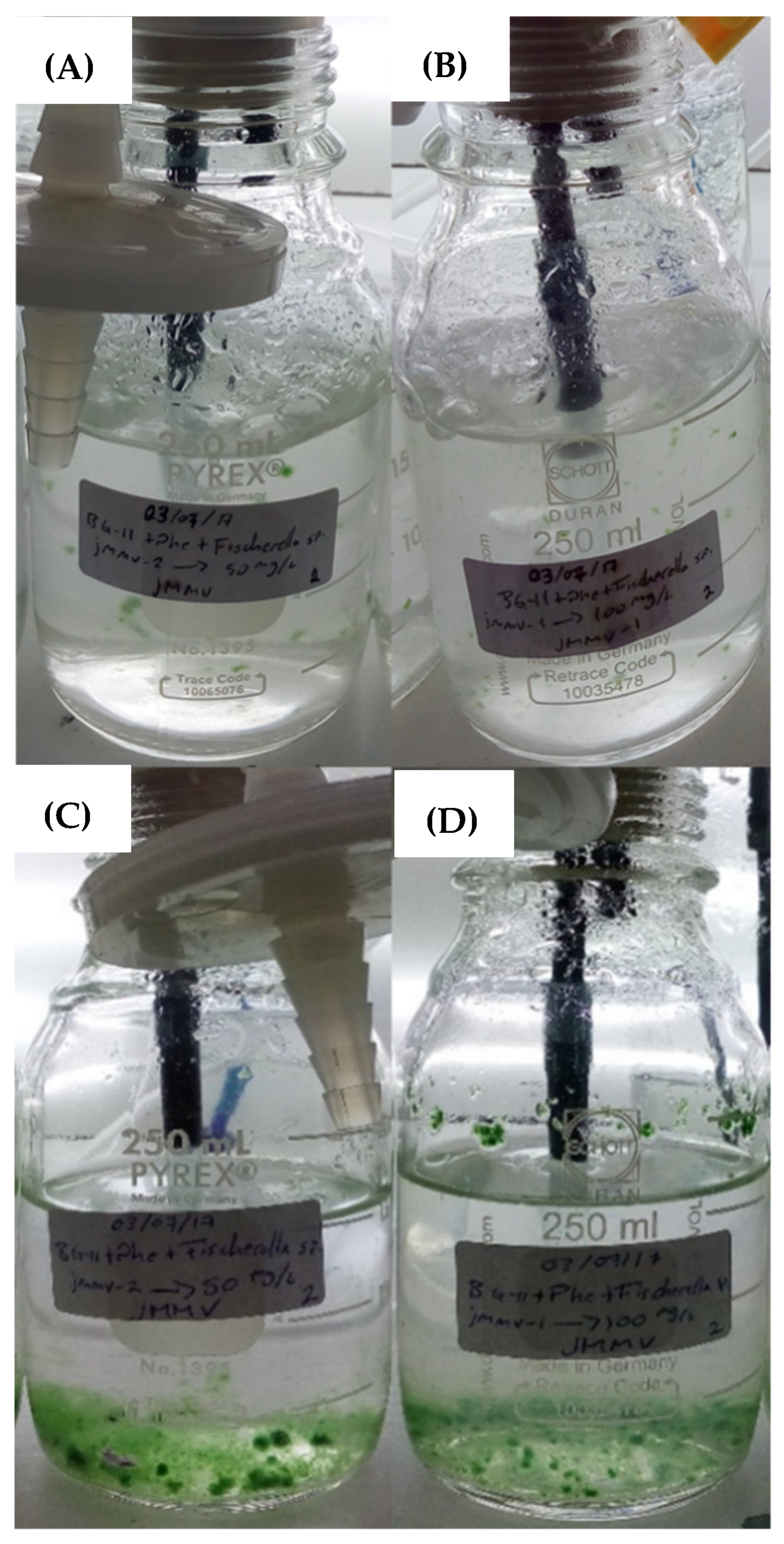 Life 13 01108 g004 Life 13 01108 g004