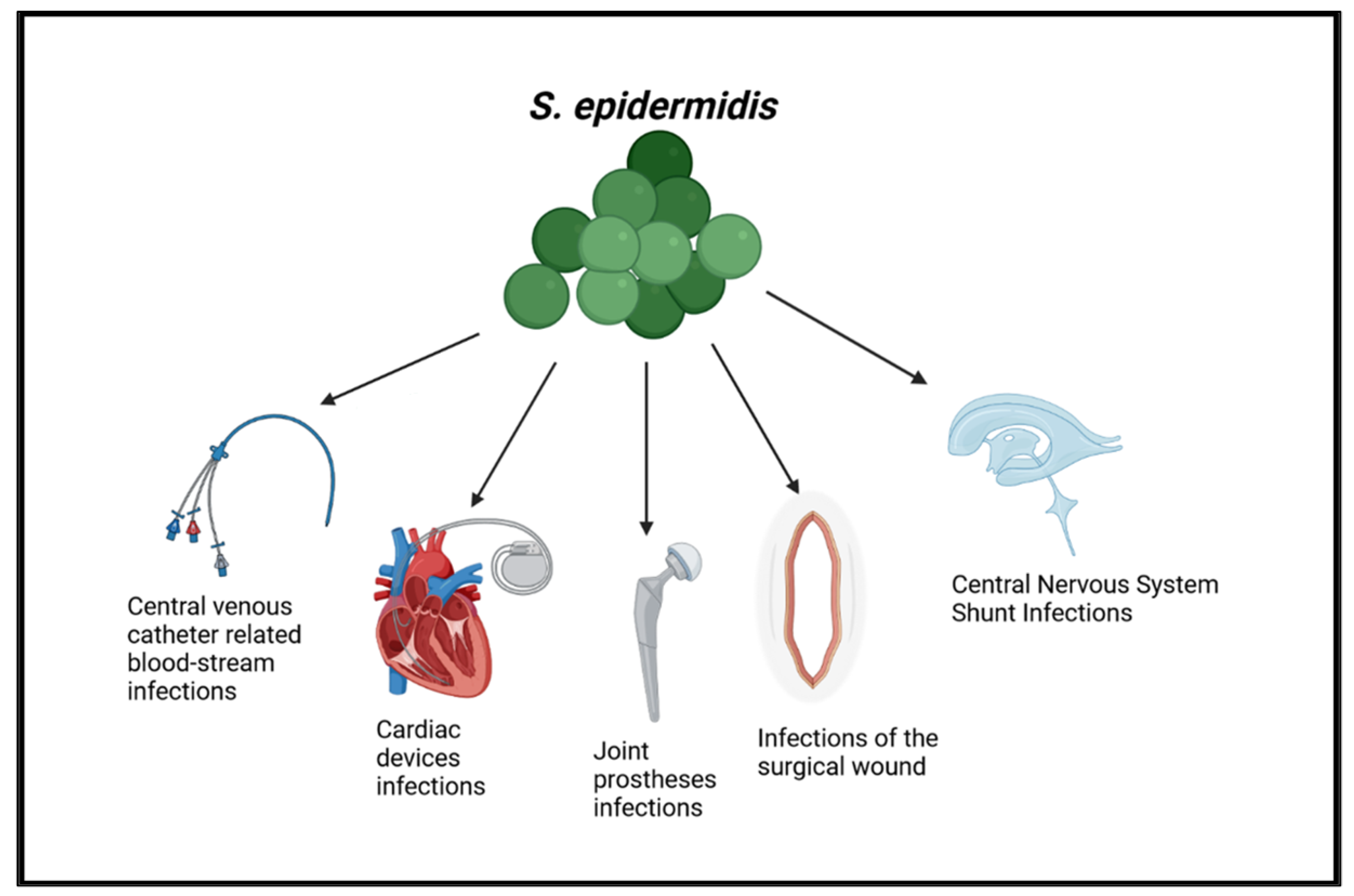 Staphylococcus: Most Up-to-Date Encyclopedia, News & Reviews