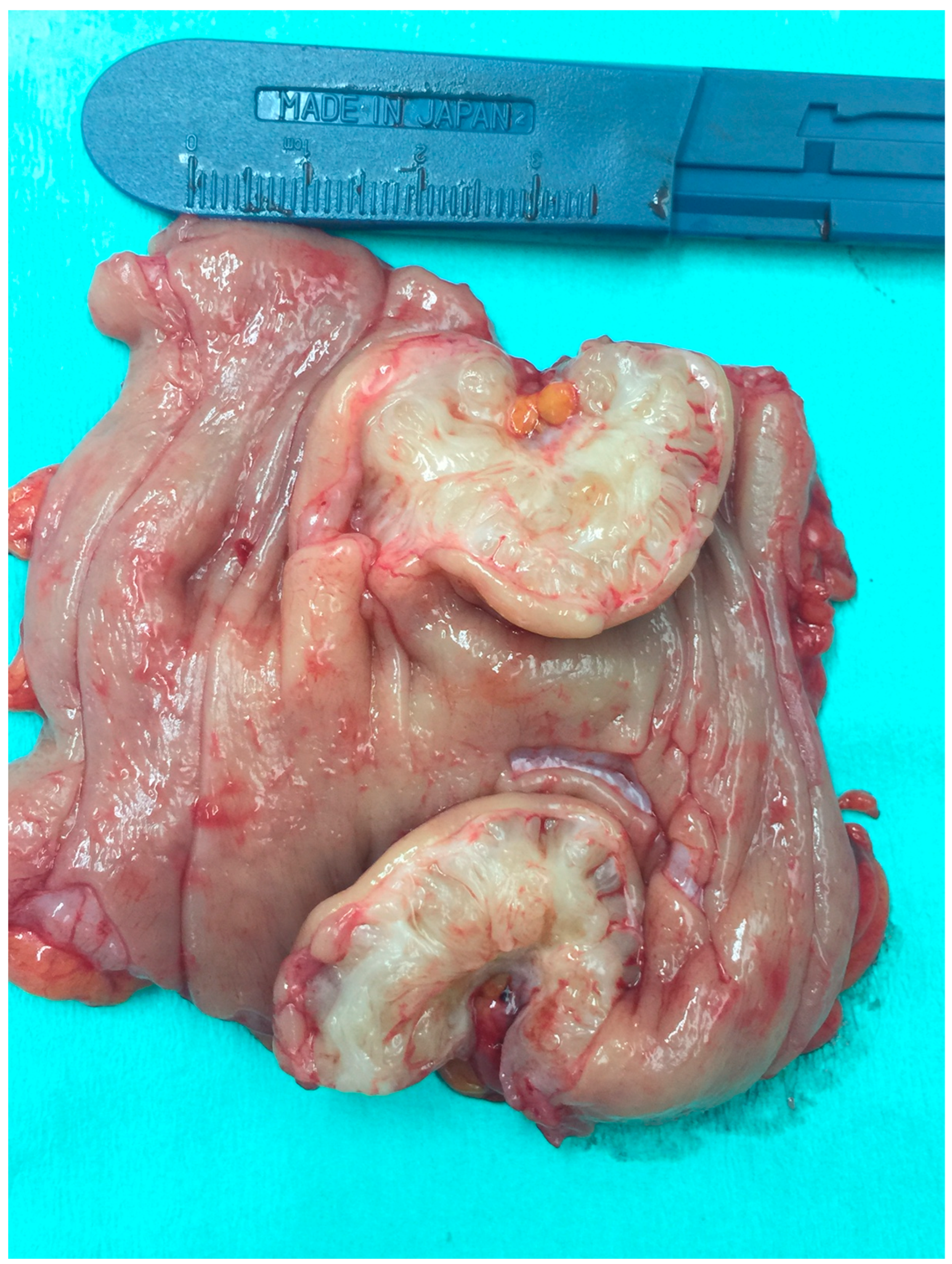 Life 13 01151 g005 Life 13 01151 g005