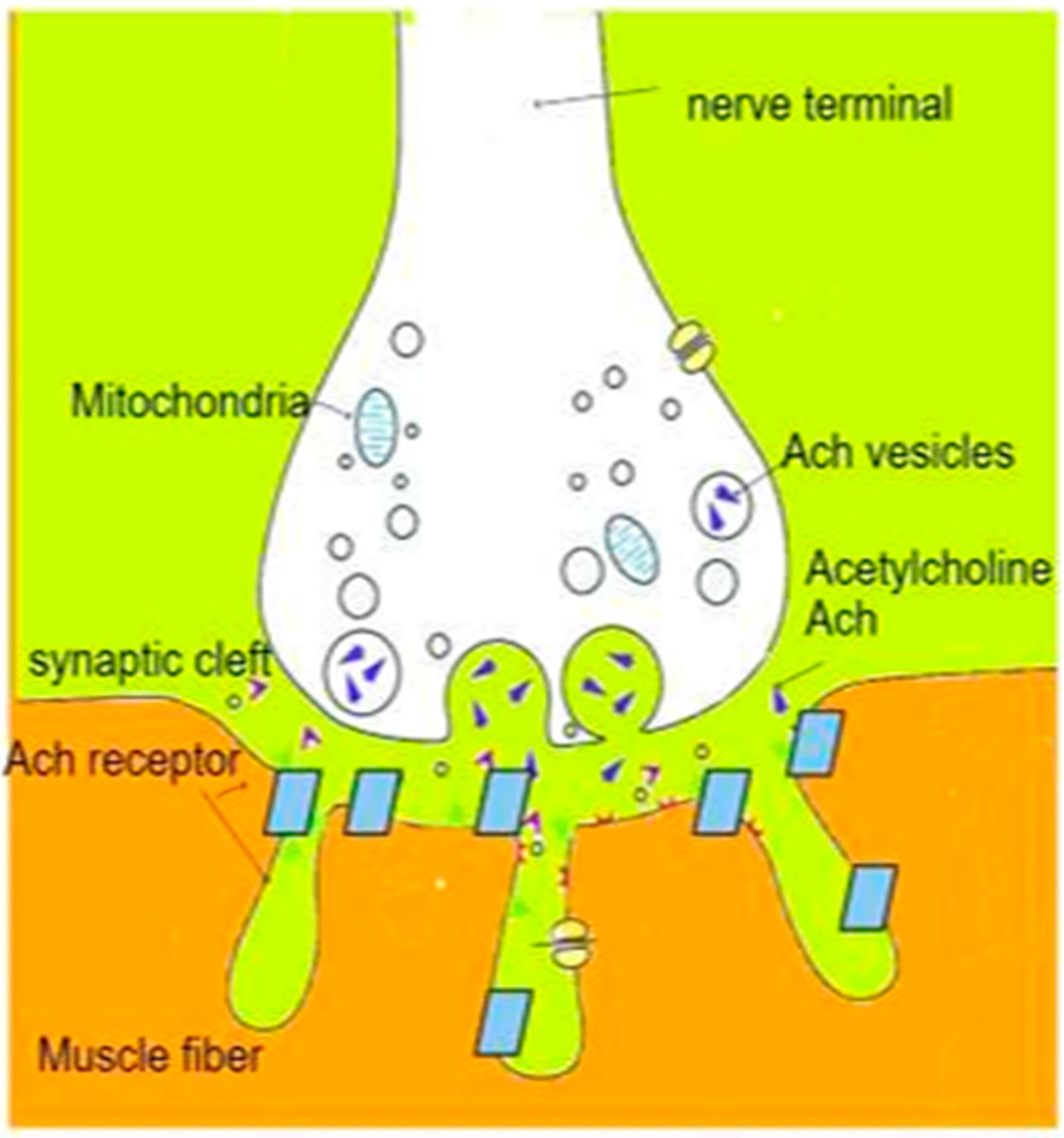 Neuromuscular blockade