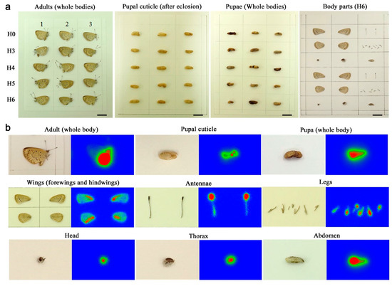 Imaging Plate Autoradiography for Ingested Anthropogenic Cesium-137 in ...