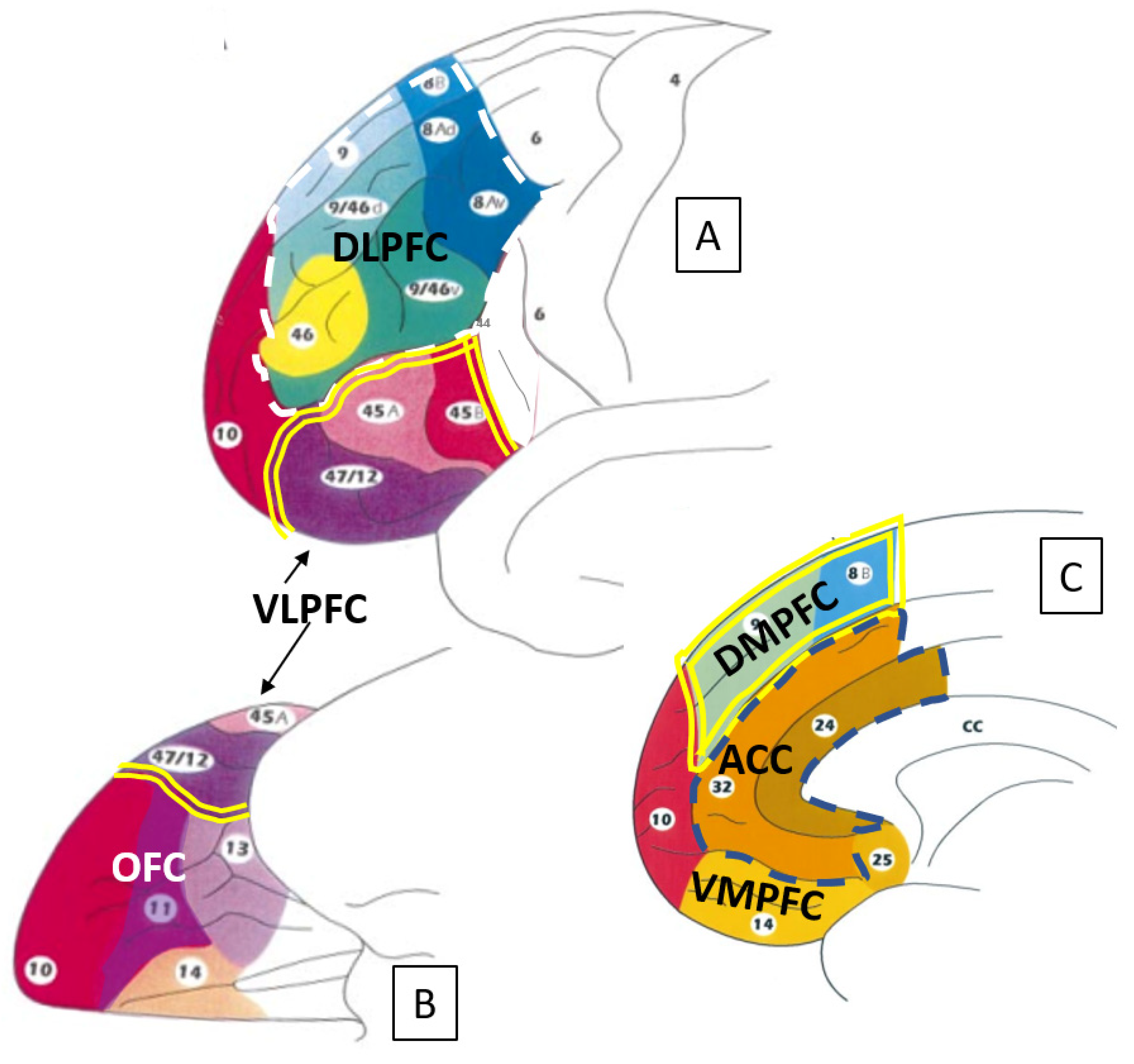 Video activation of prefrontal cortex in a consuming person during