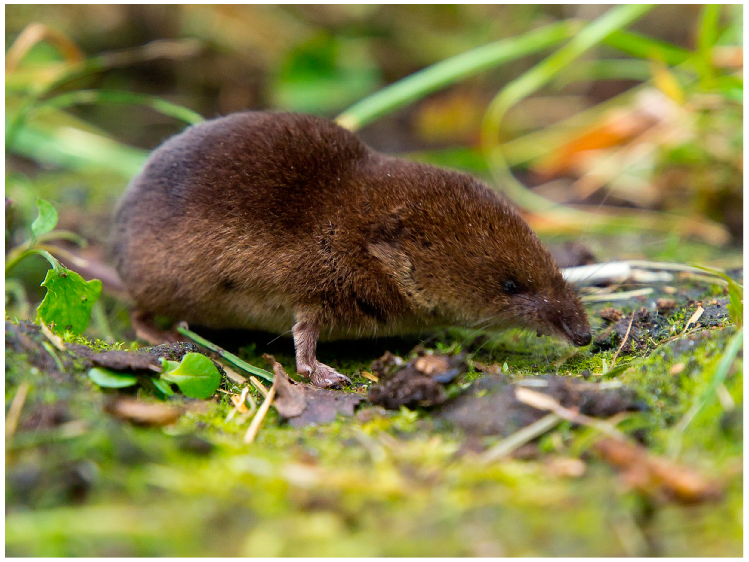 Life 13 01228 g006 Life 13 01228 g006