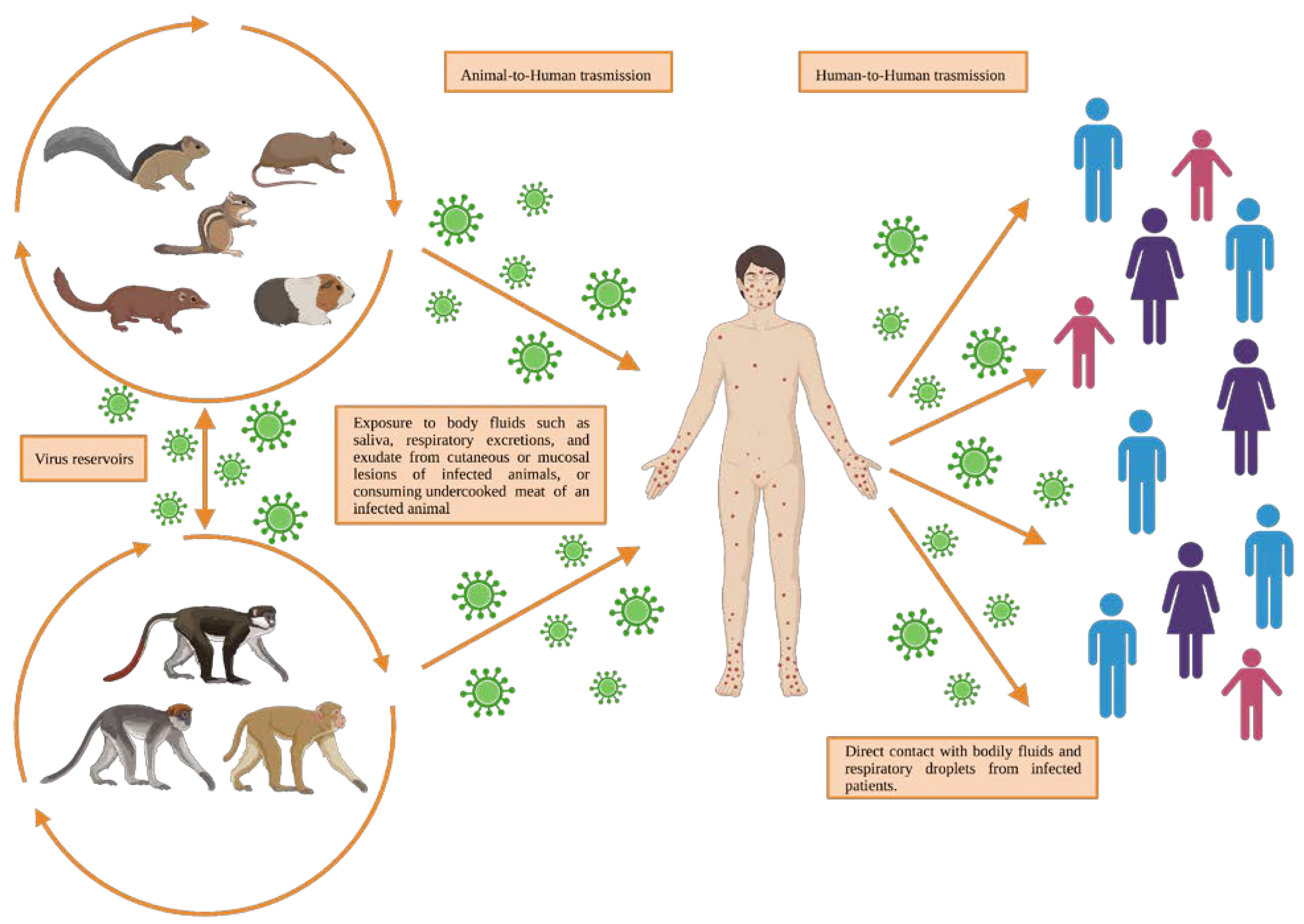 Evidence of human-to-dog transmission of monkeypox virus - The Lancet