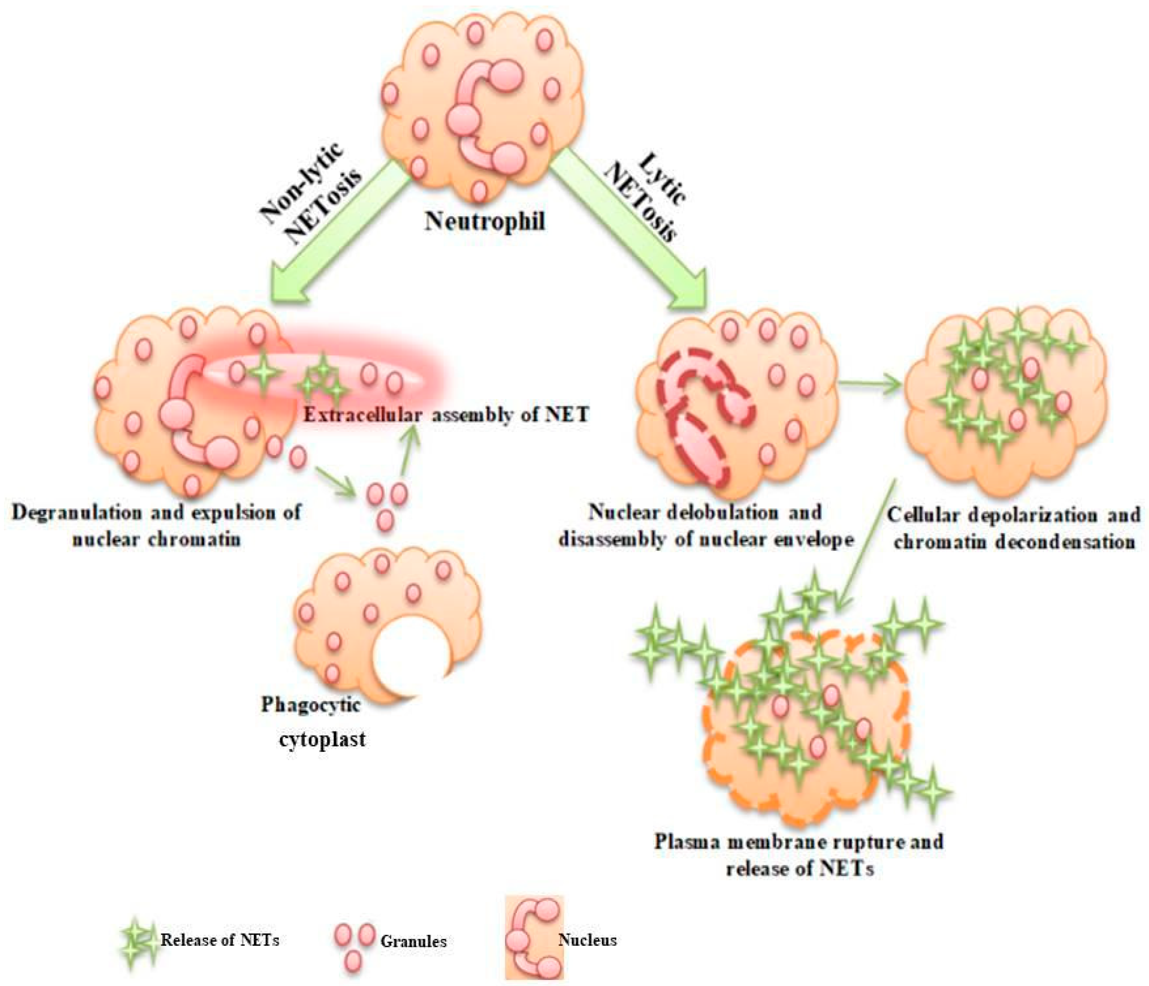 Life Free FullText Understanding the Role of Antimicrobial
