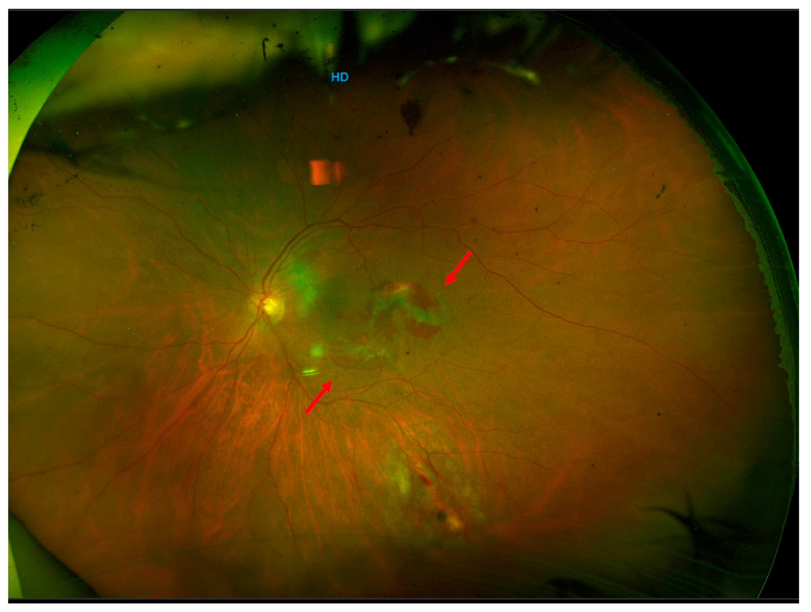 Life 13 01390 g002 Life 13 01390 g002