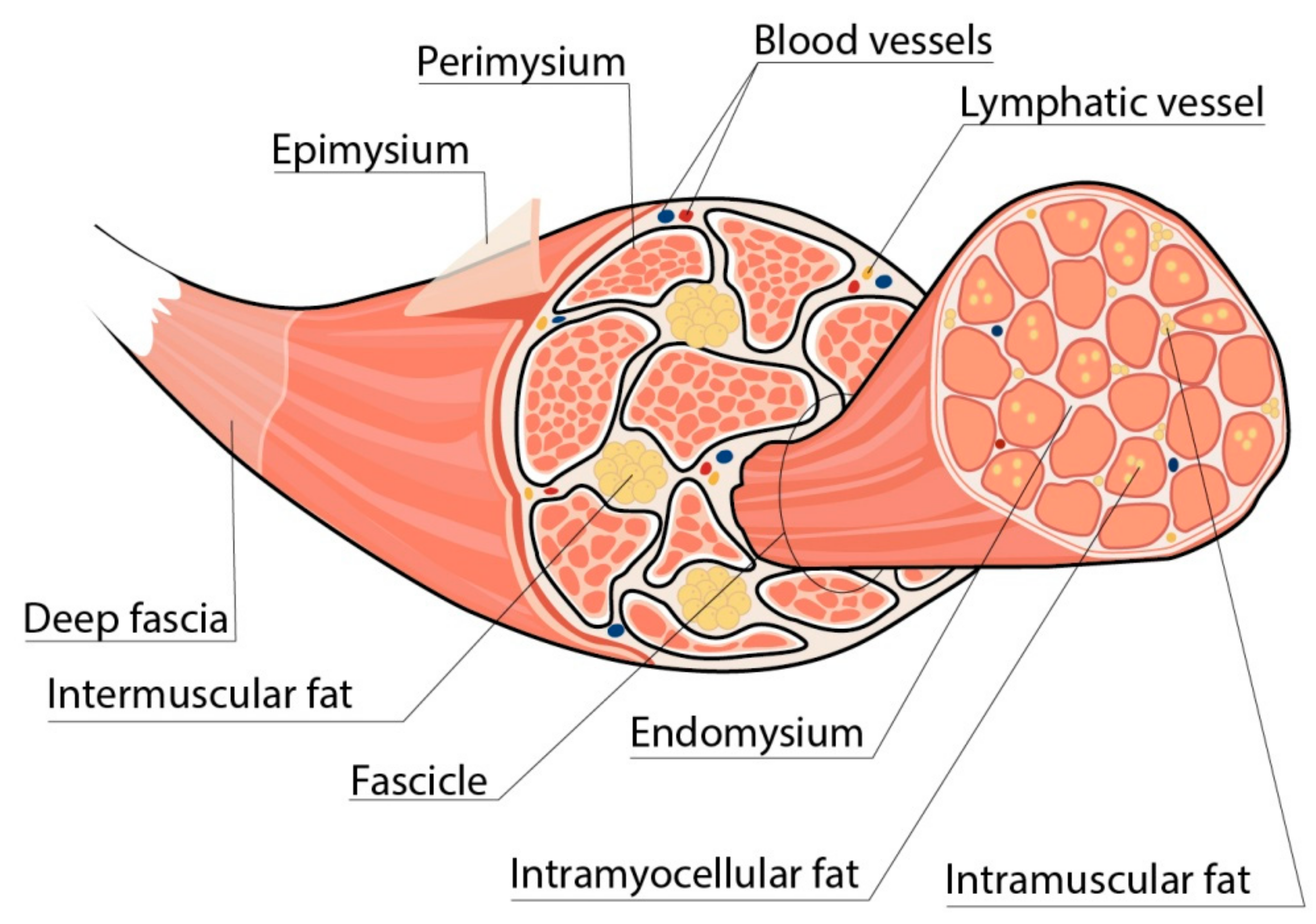 Life Free Full Text Possible Mechanisms Linking Obesity