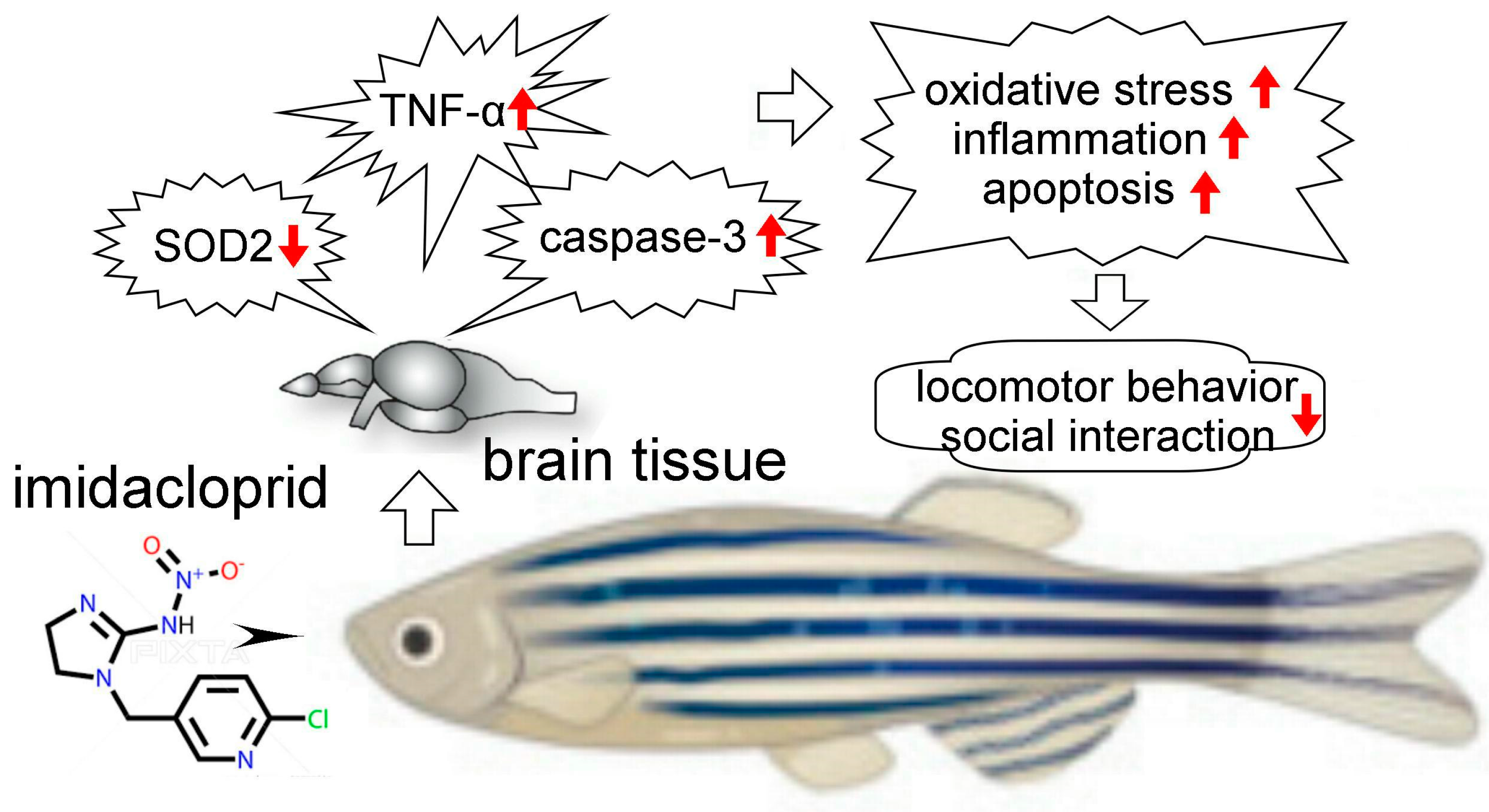 Life Free FullText Neonicotinoid Imidacloprid Affects the Social