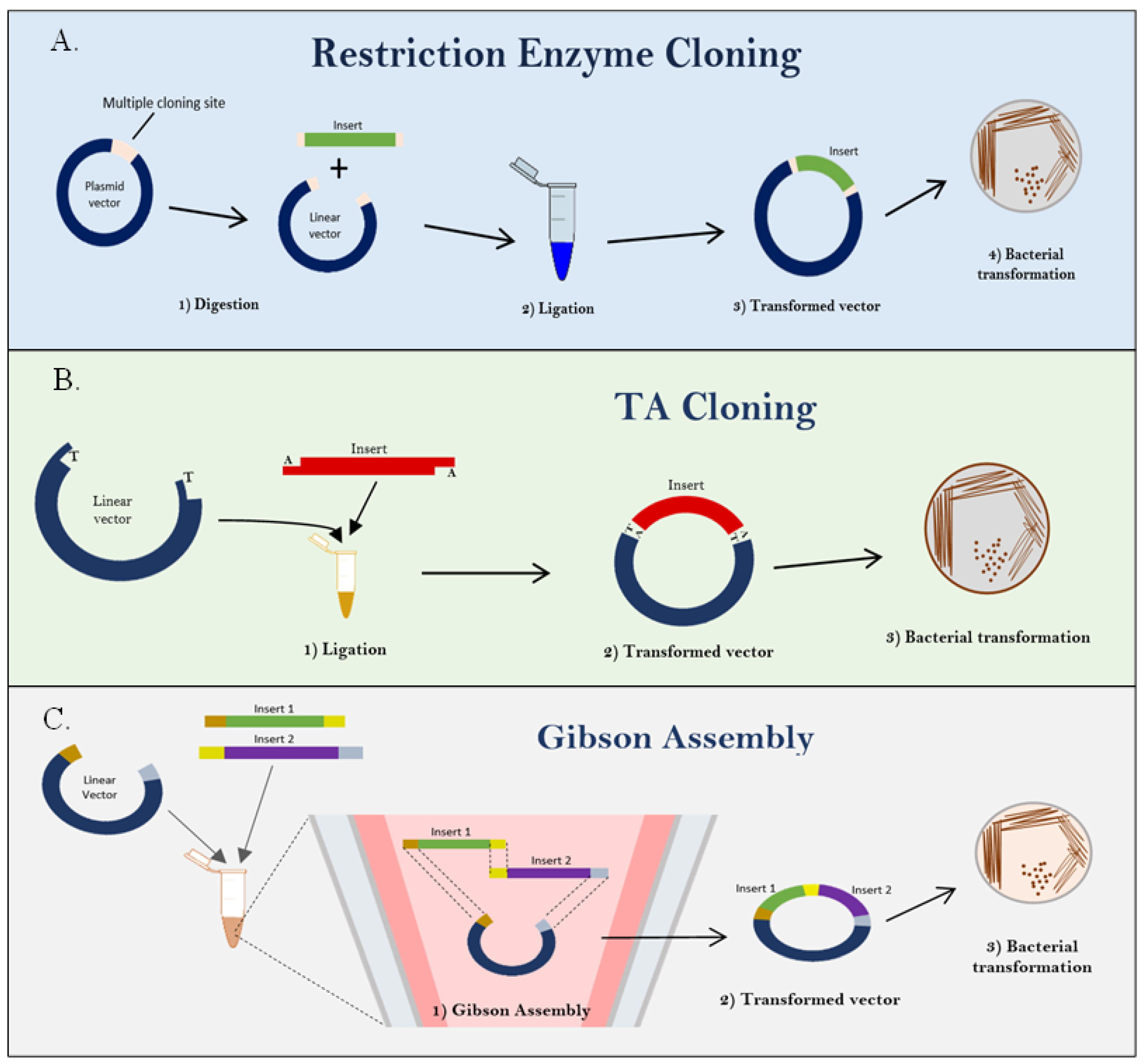 Life 13 01447 g002 Life 13 01447 g002