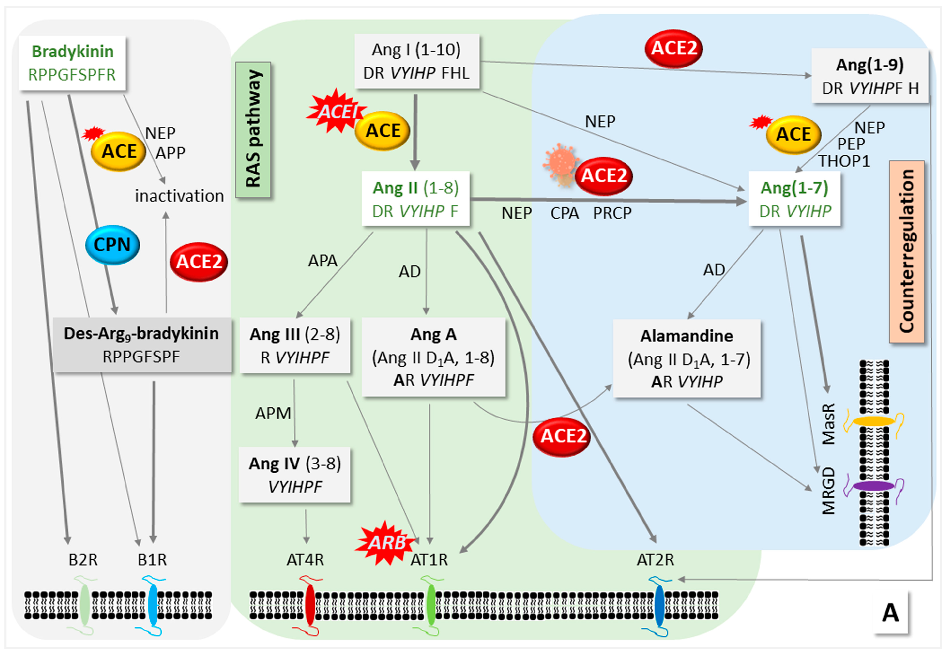 Life 13 01462 g001a Life 13 01462 g001a