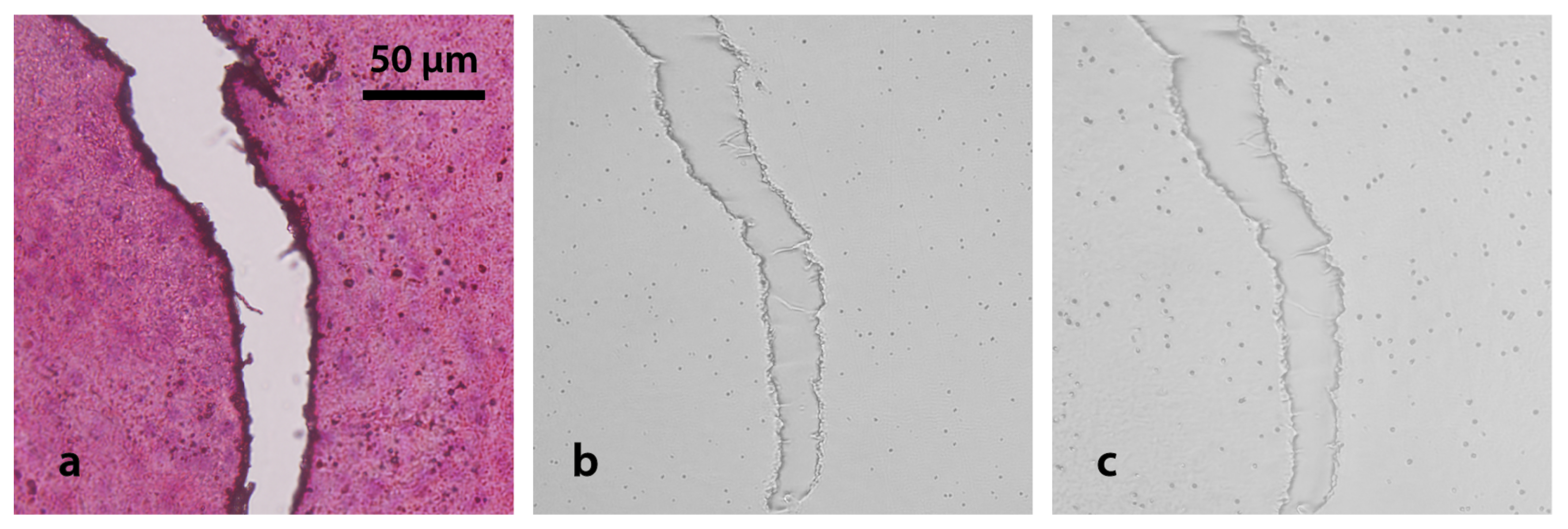 Life 13 01578 g006 Life 13 01578 g006