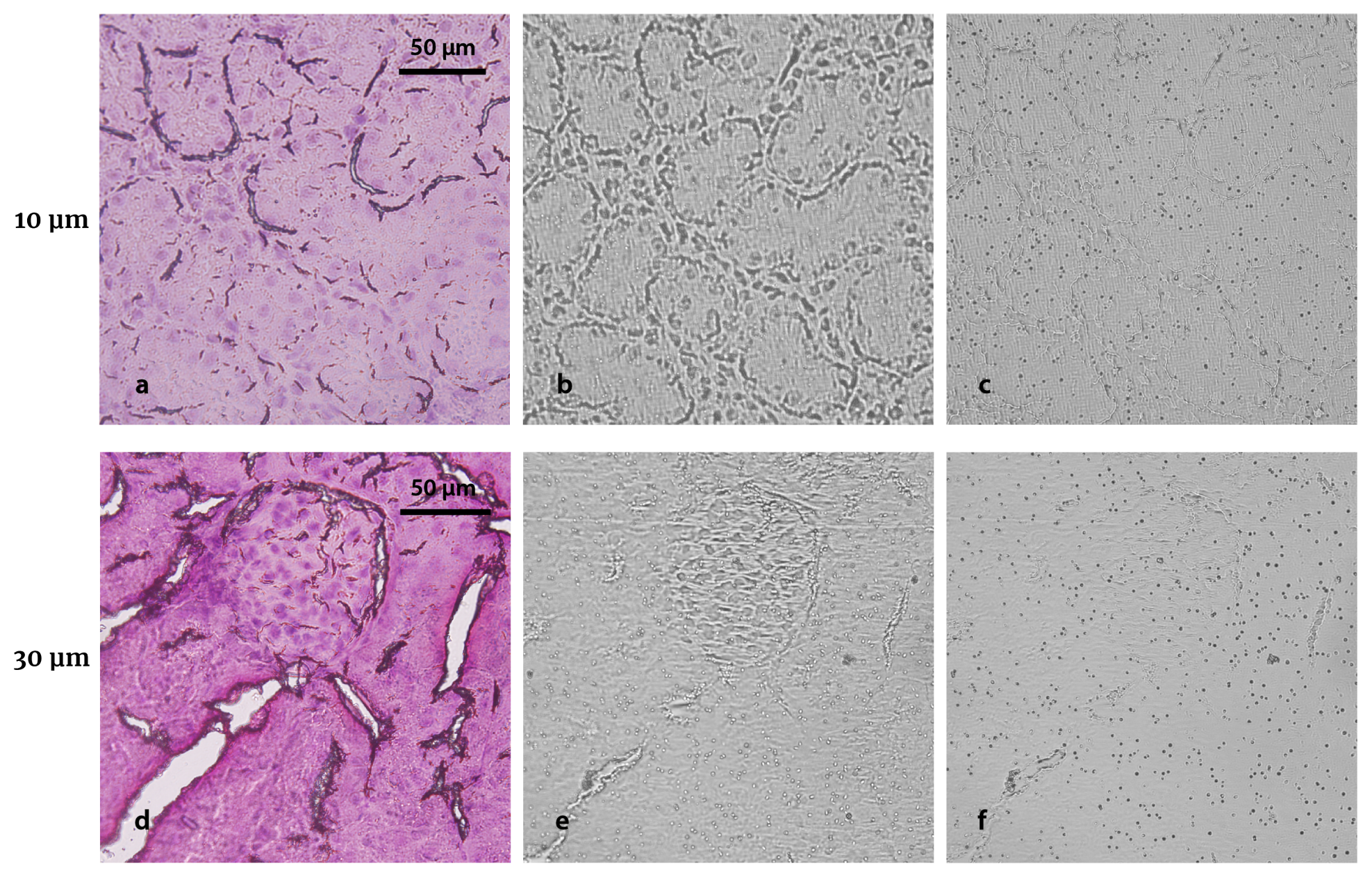 Life 13 01578 g010 Life 13 01578 g010