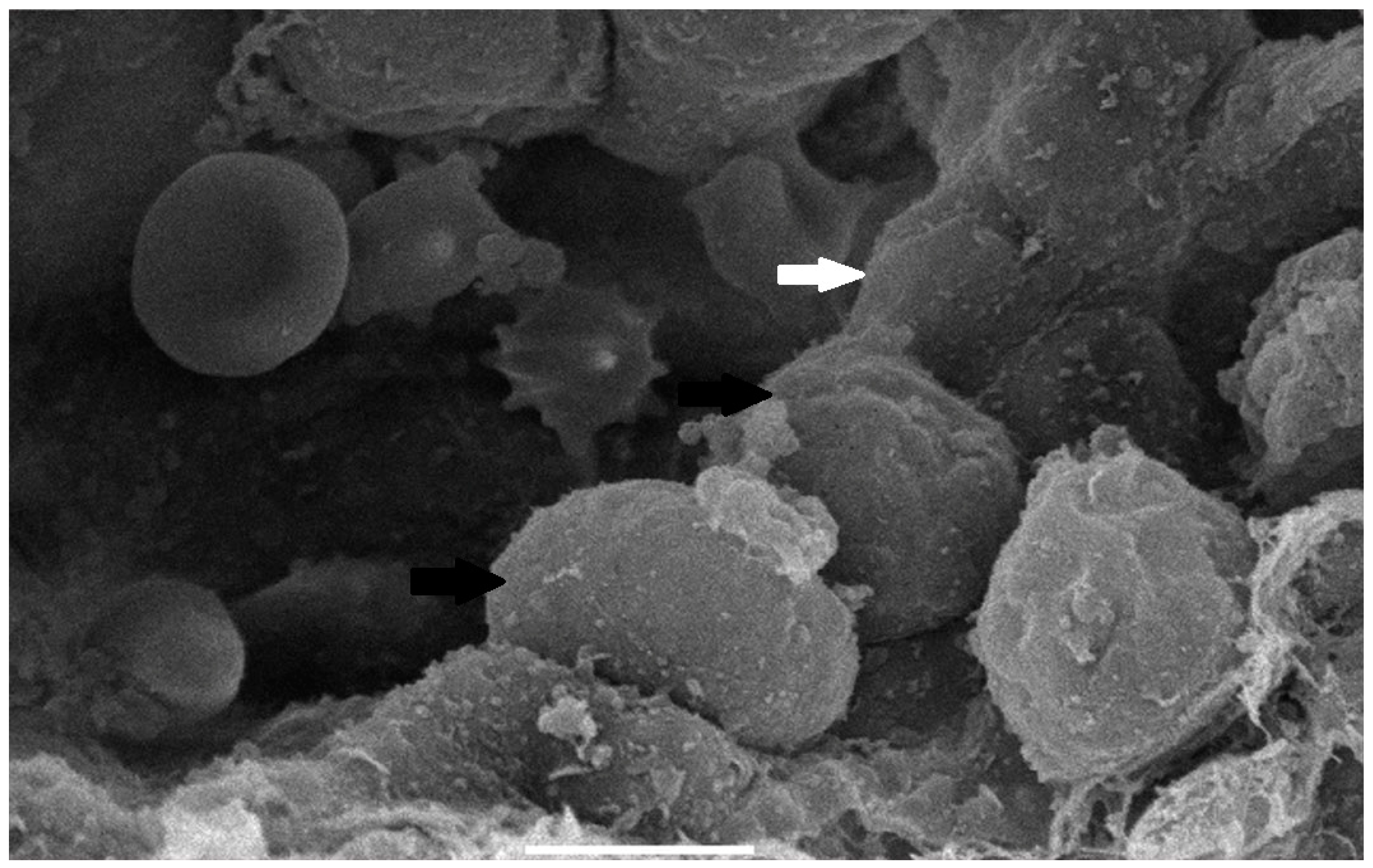 Life 13 01609 g010 Life 13 01609 g010