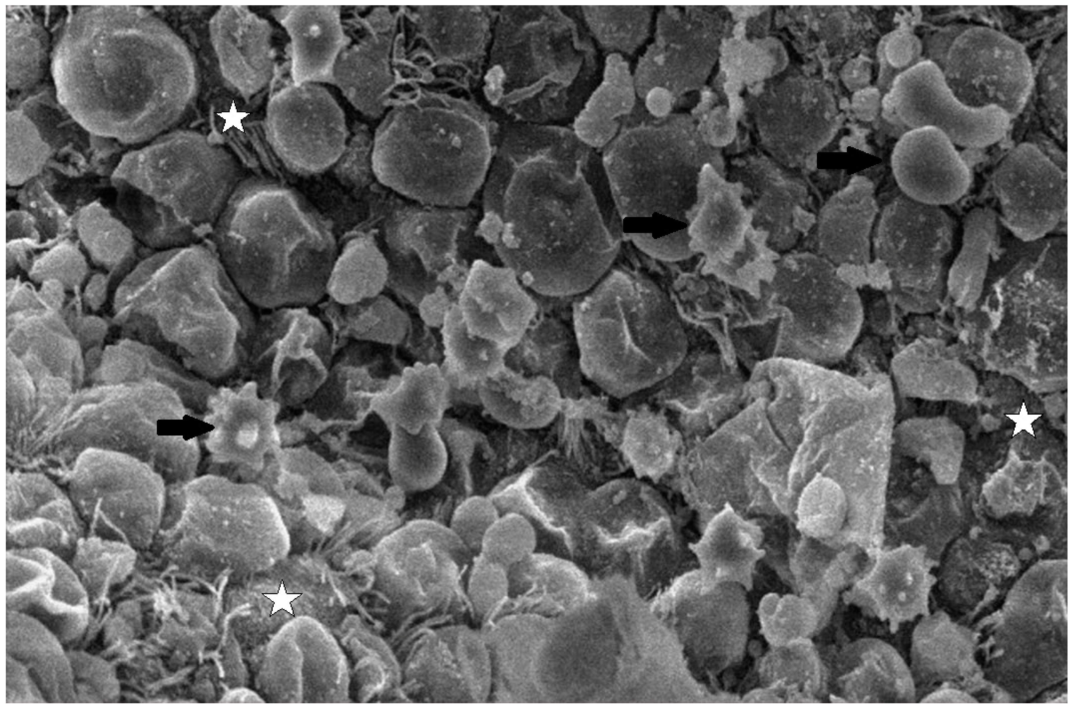 Life 13 01609 g013 Life 13 01609 g013