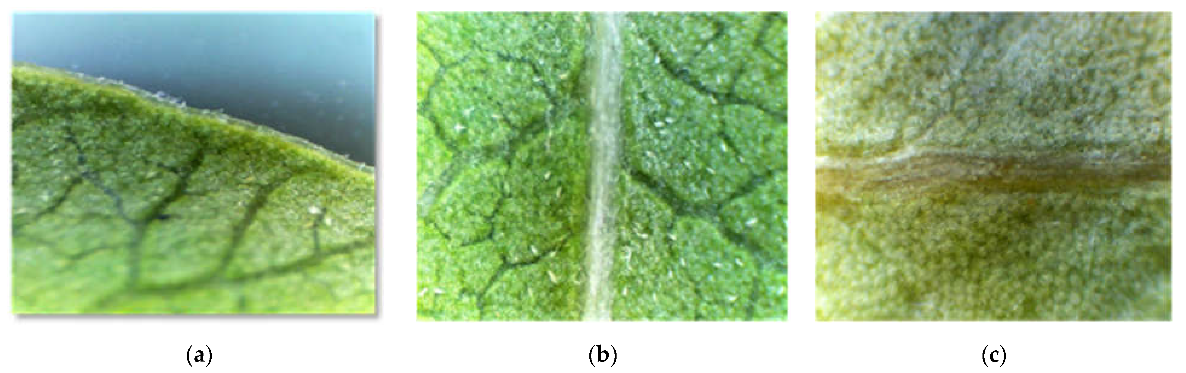 Life 13 01617 g004 Life 13 01617 g004