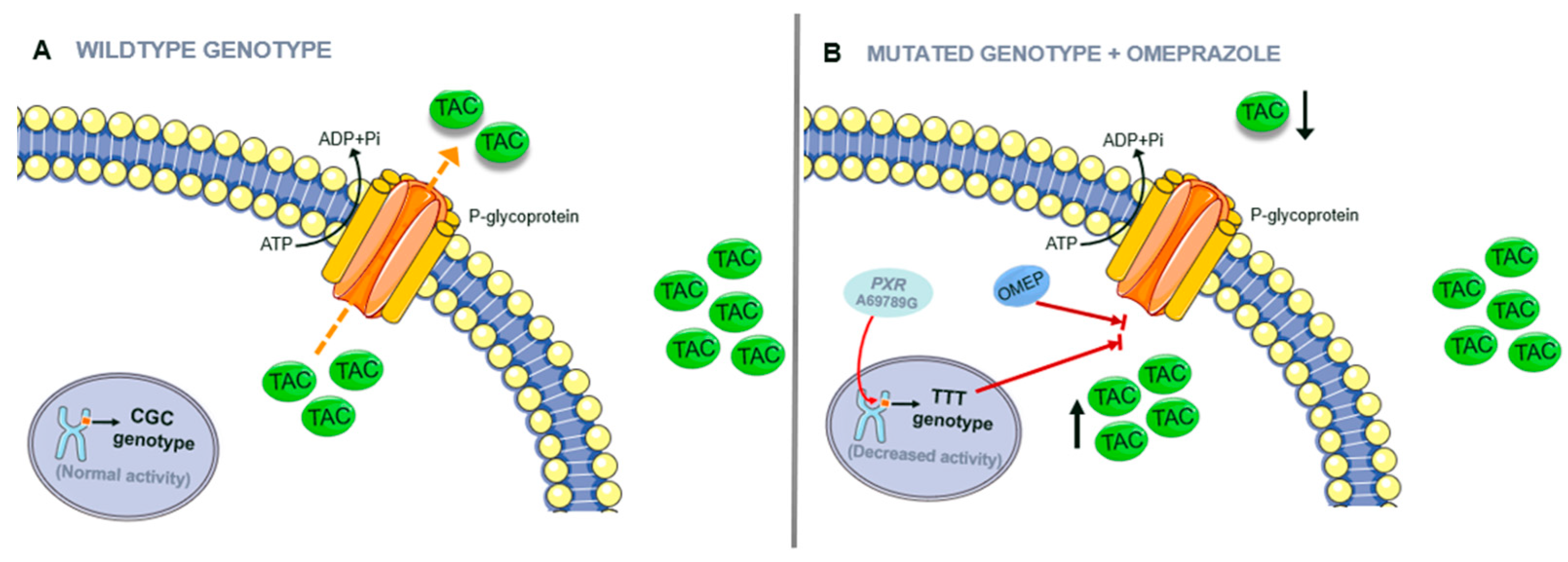 Life 13 01627 g004 Life 13 01627 g004