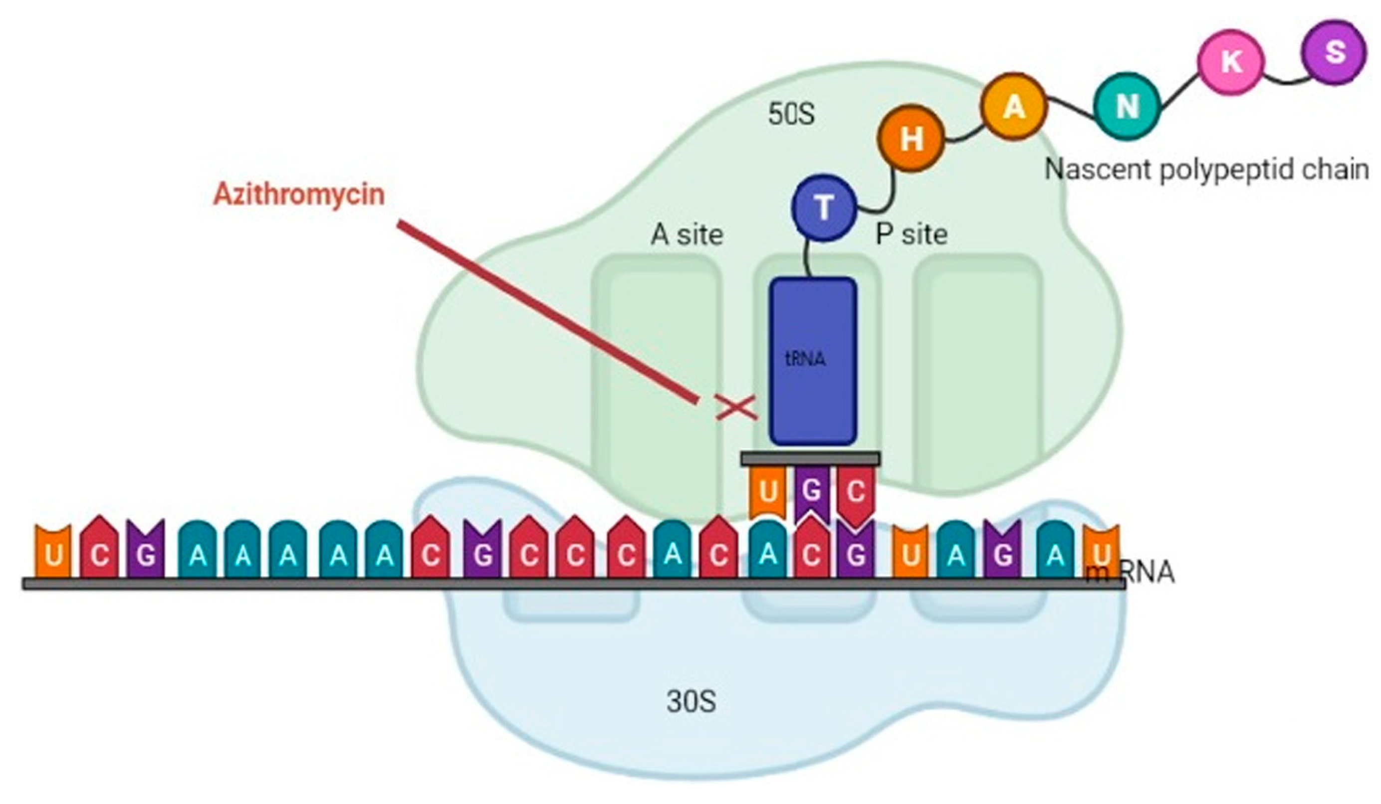 Various Antibiotic Interactions with Warfarin Encyclopedia MDPI