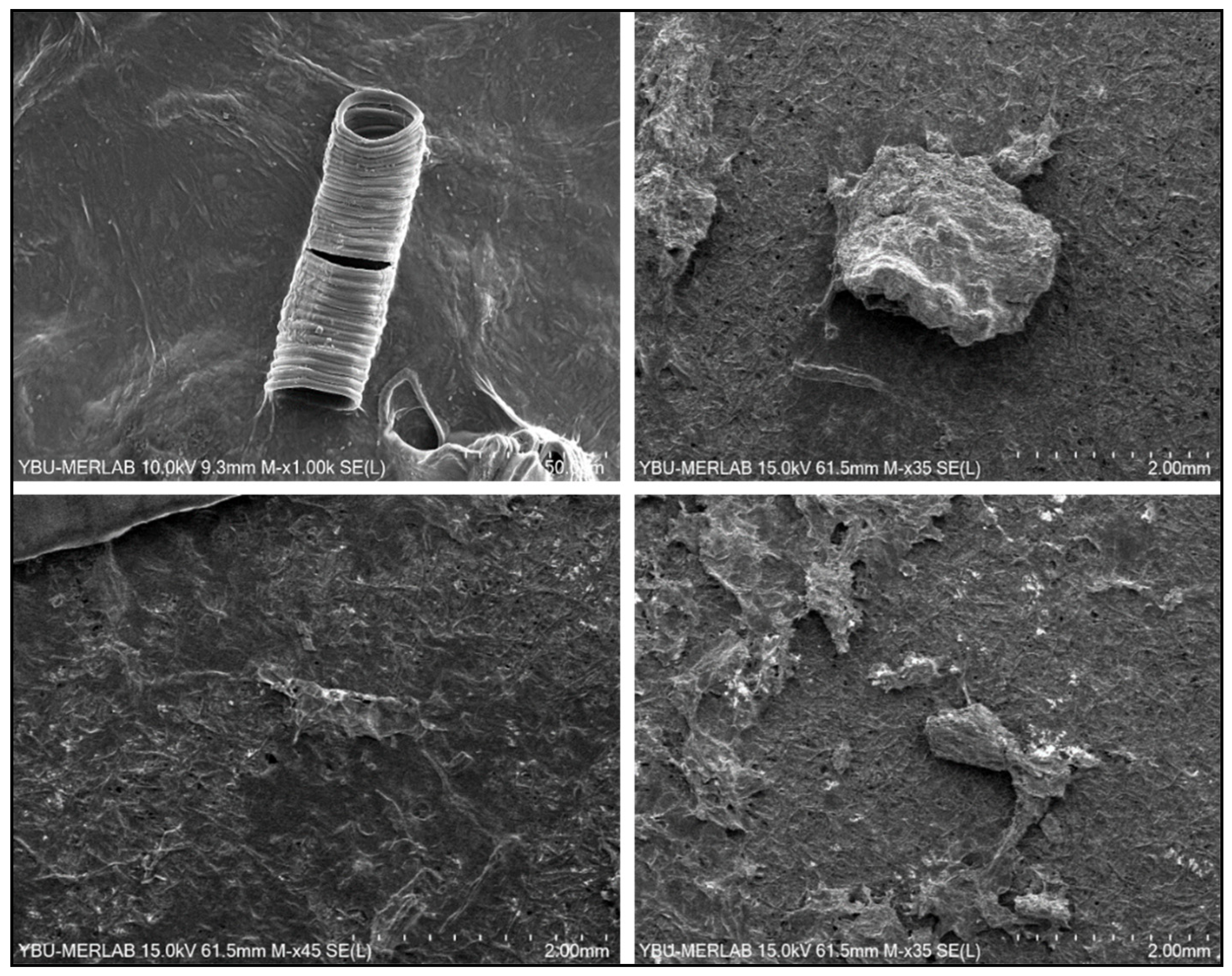 Life 13 01686 g004 Life 13 01686 g004