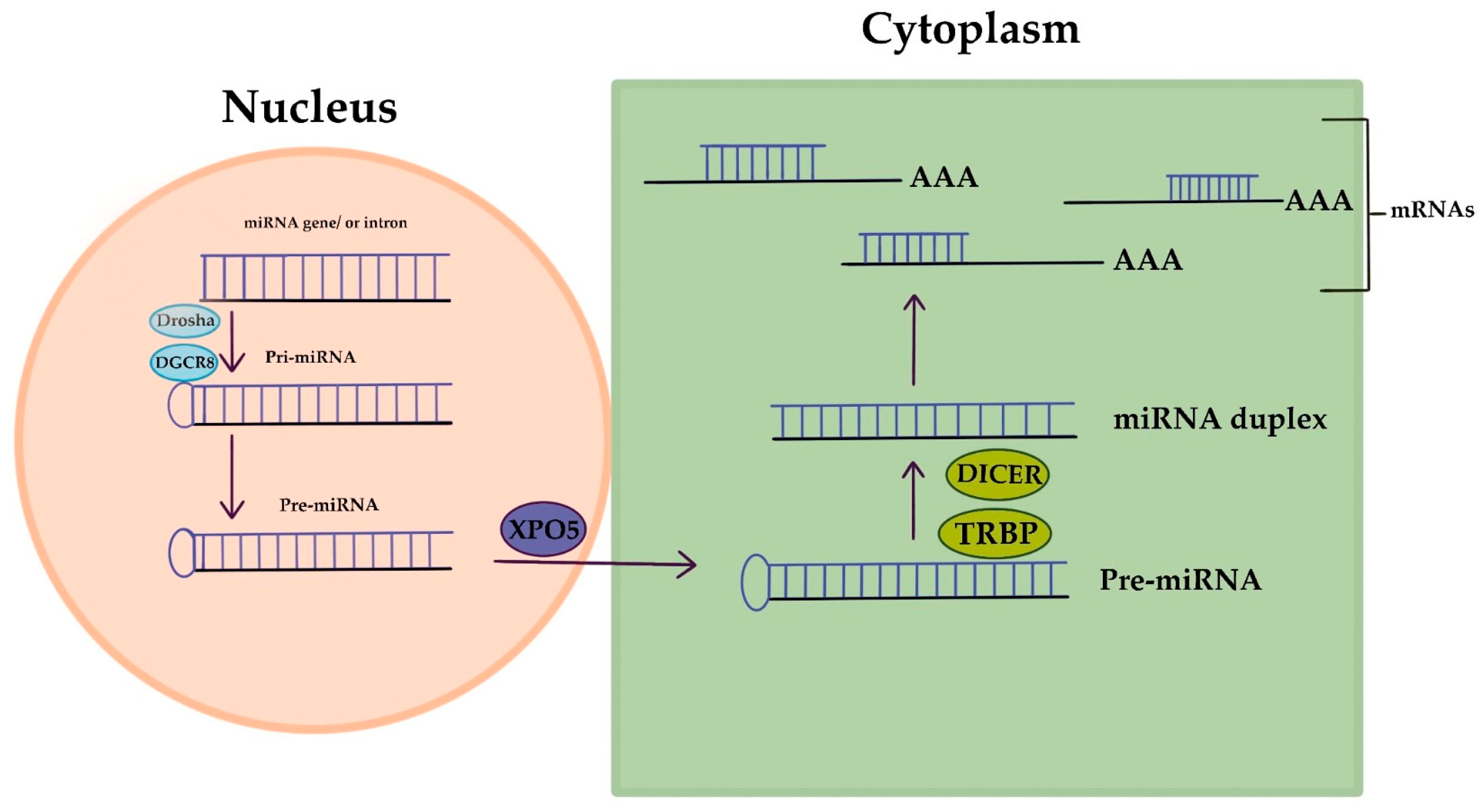 Life 13 01689 g002 Life 13 01689 g002