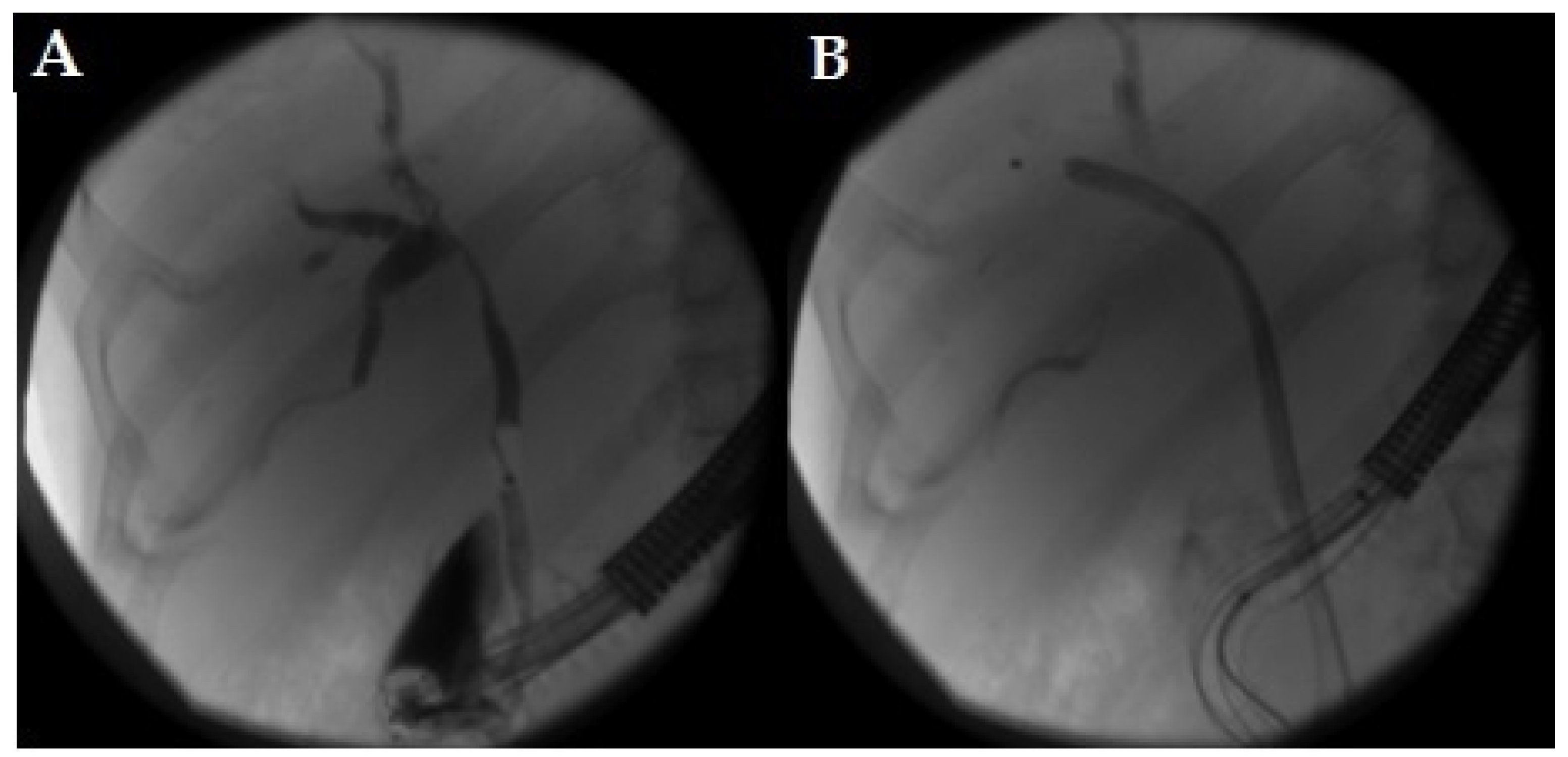 Life 13 01694 g003 Life 13 01694 g003