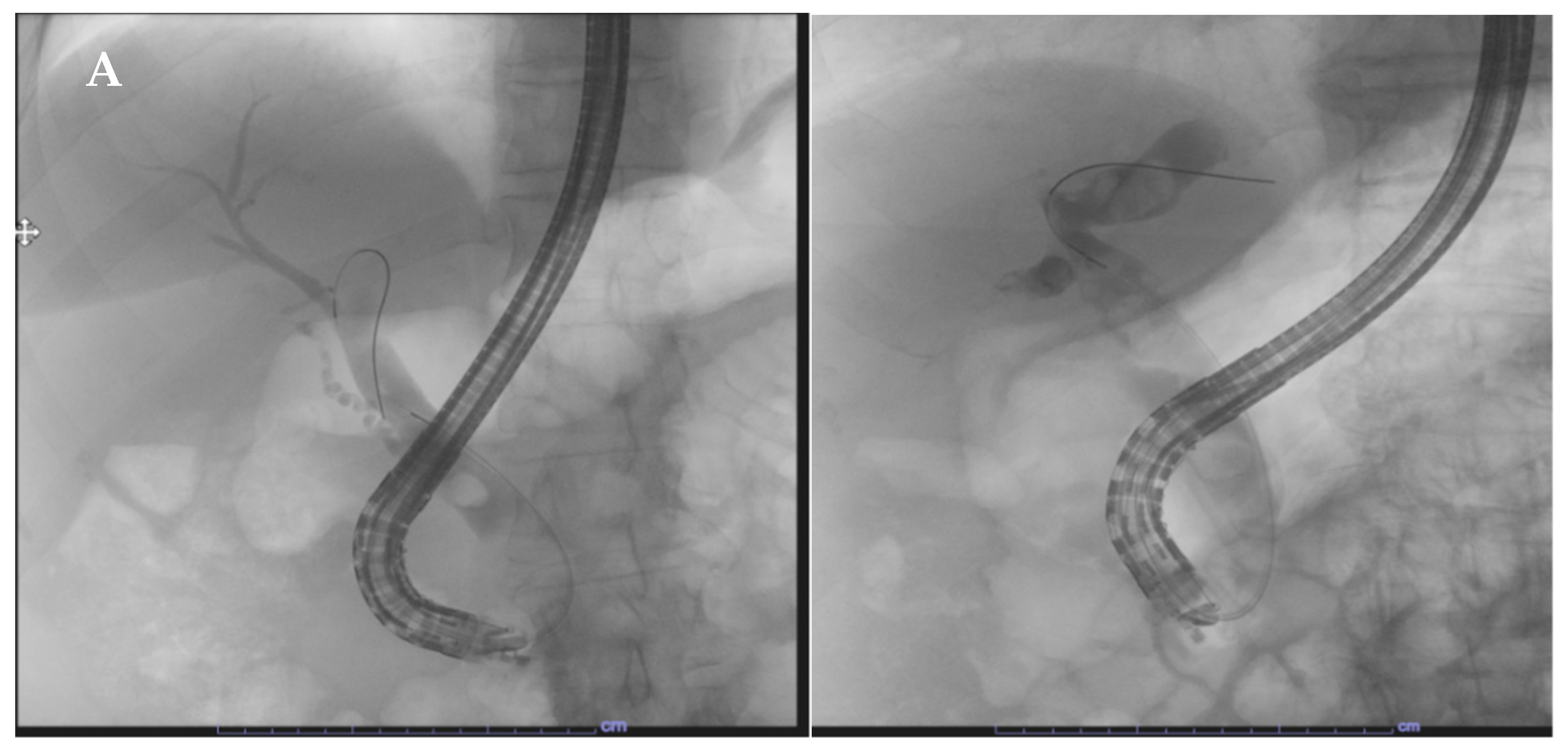 Life 13 01694 g004a Life 13 01694 g004a