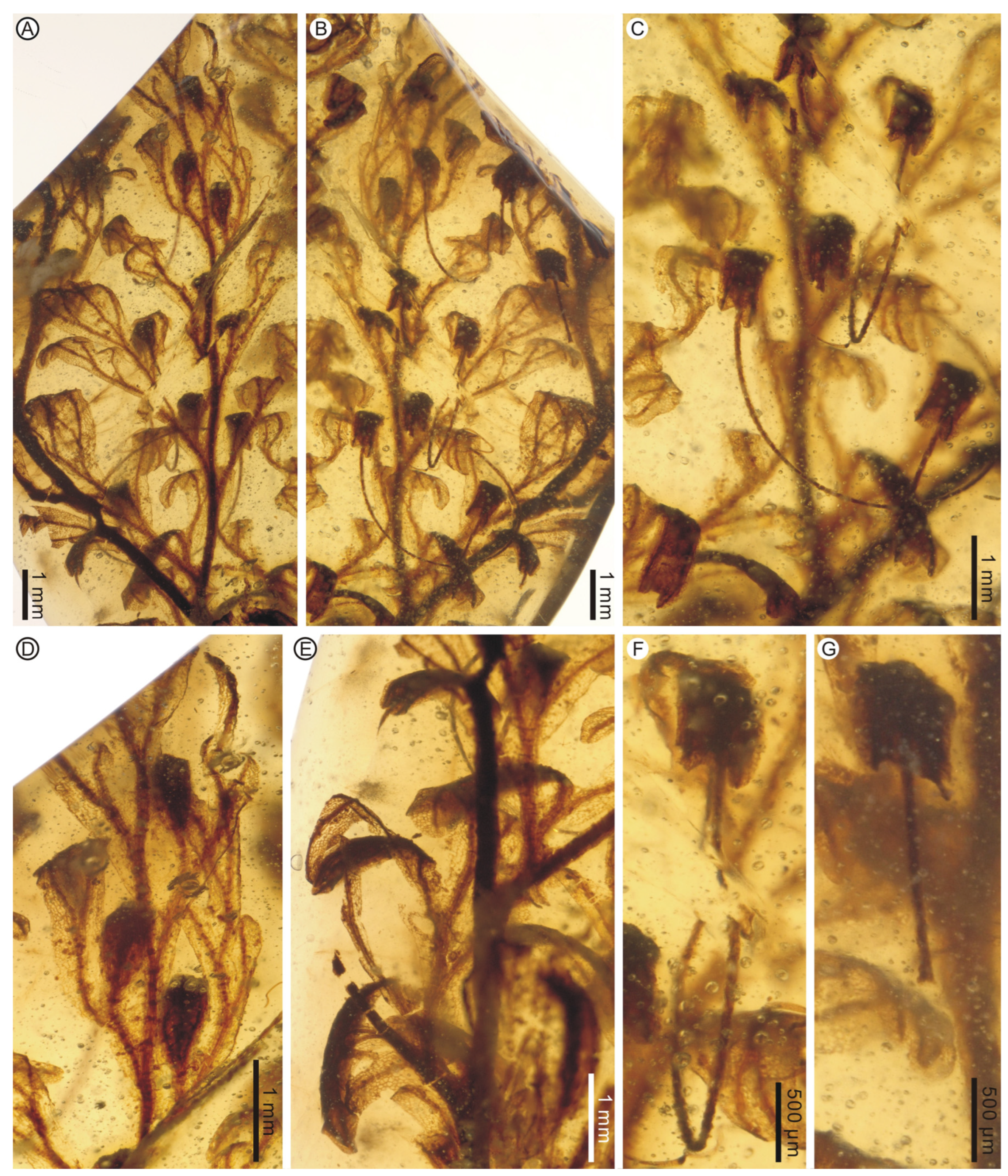 Life 13 01709 g003 Life 13 01709 g003