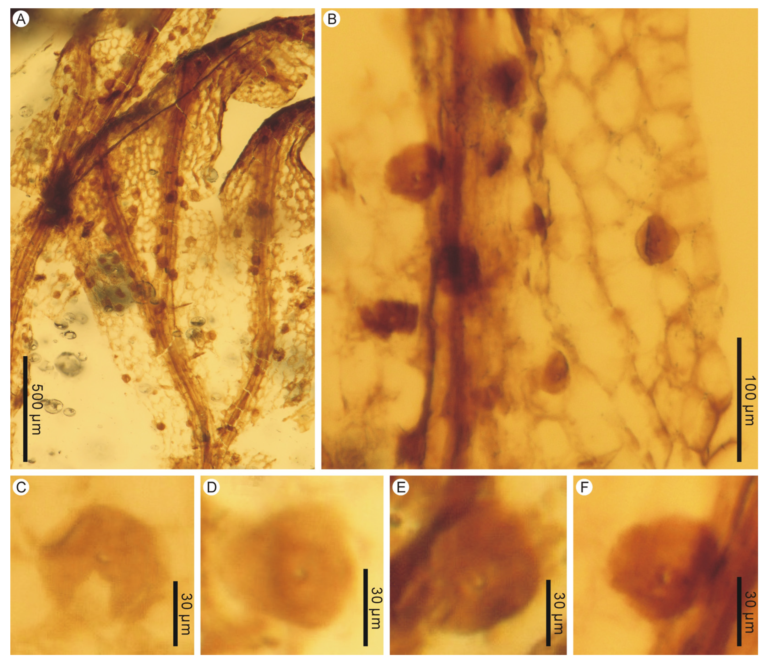 Life 13 01709 g005 Life 13 01709 g005