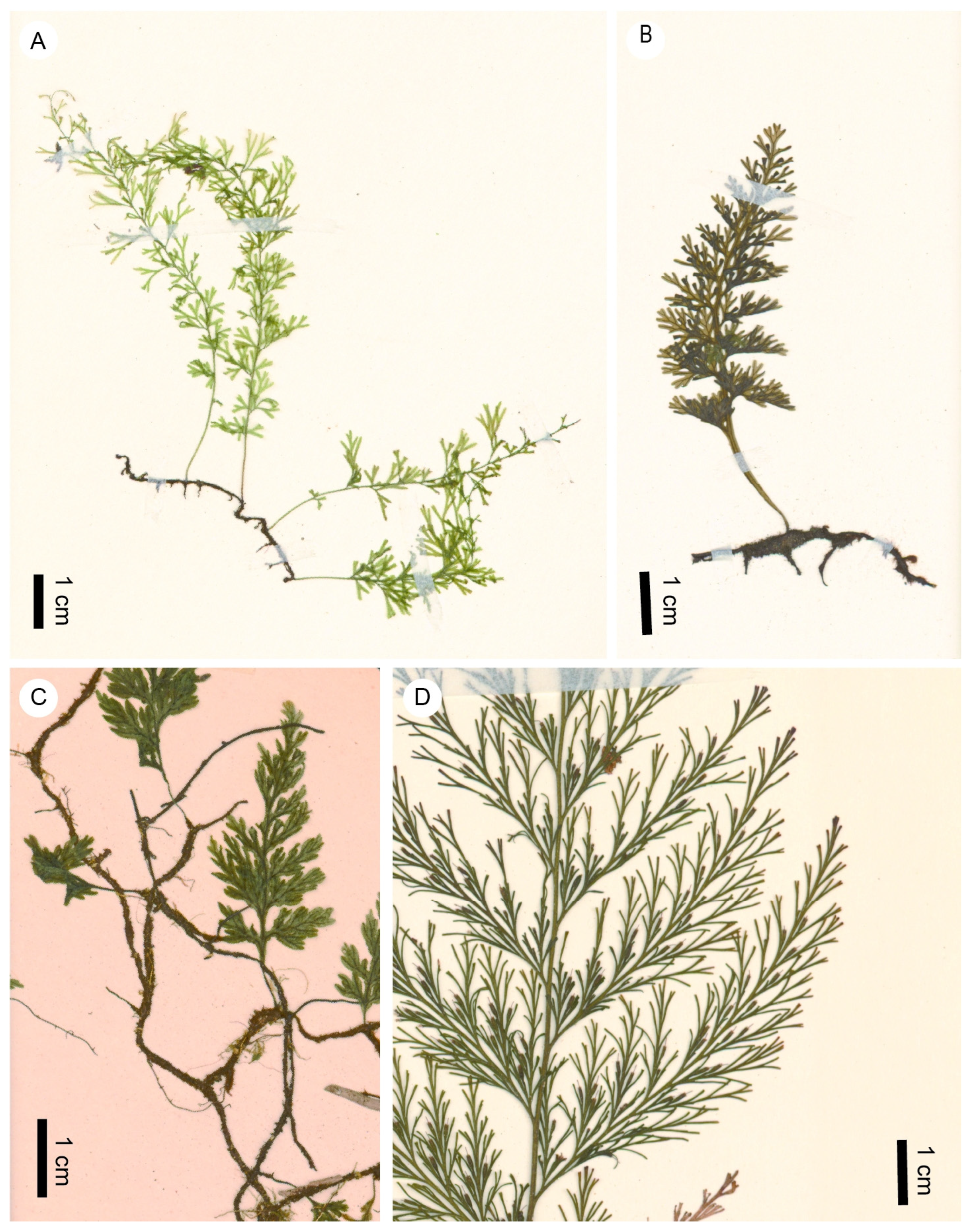 Life 13 01709 g006 Life 13 01709 g006