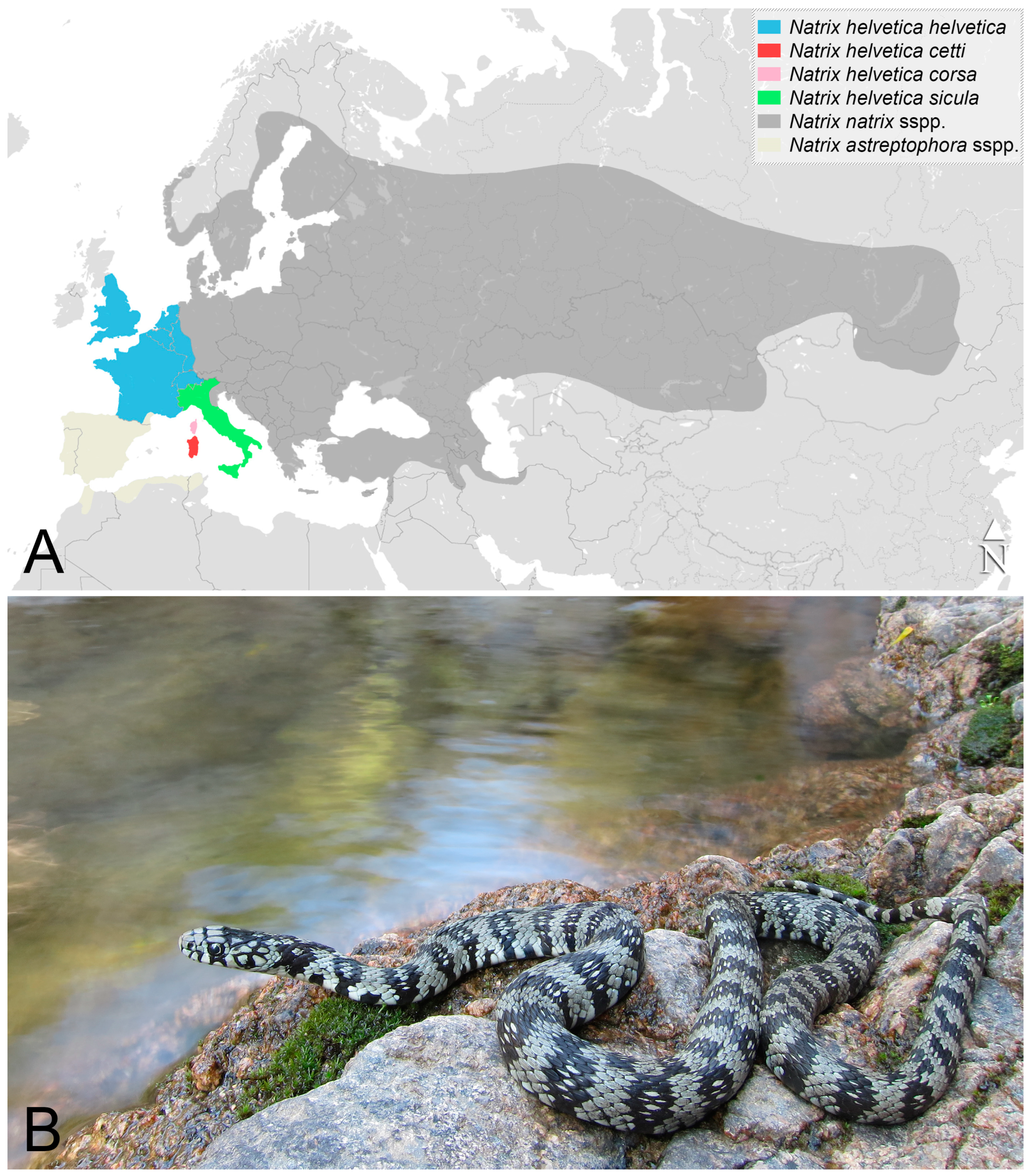 Snakes of the World  Princeton University Press