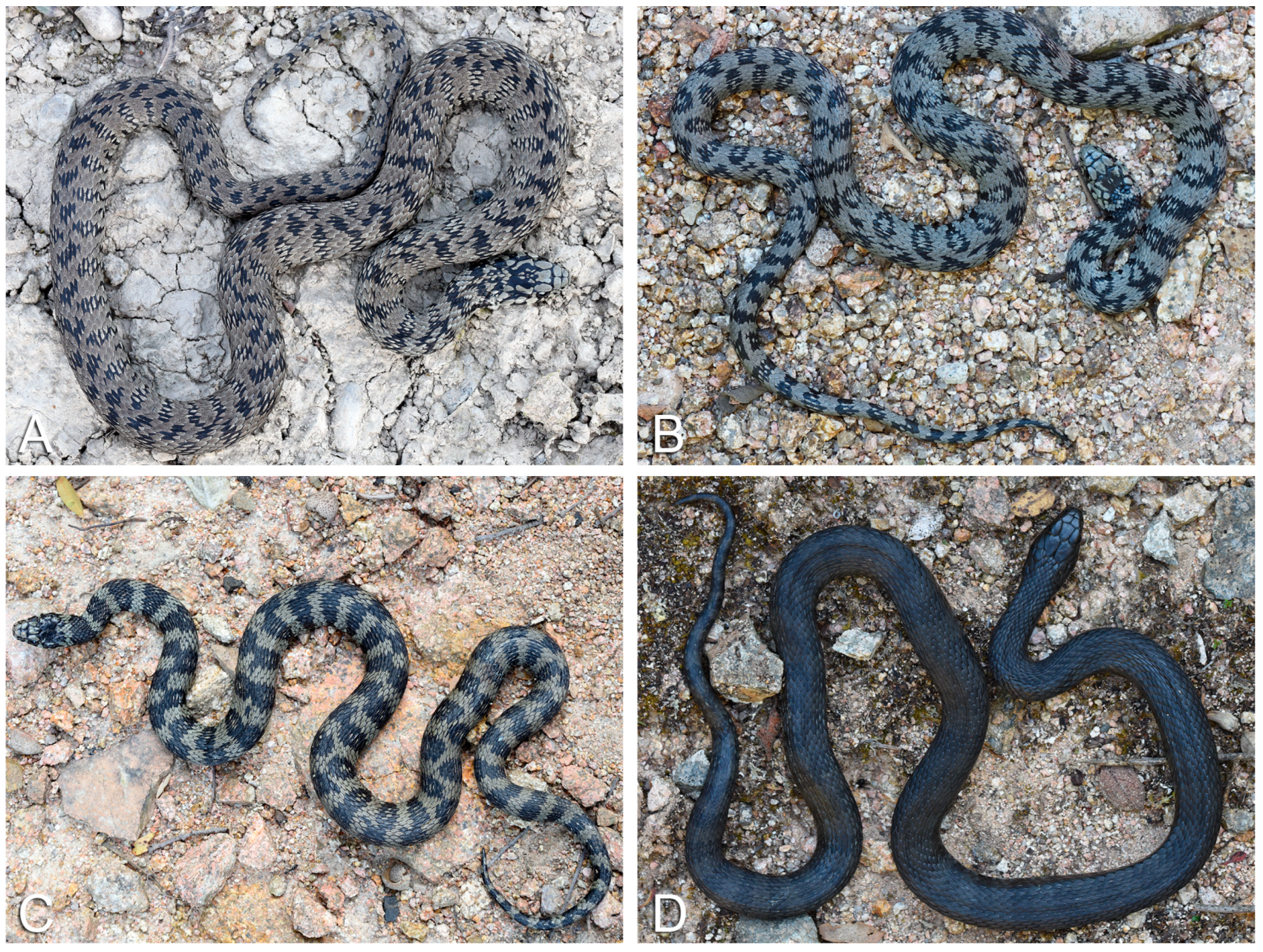 Life 13 01867 g004 Life 13 01867 g004