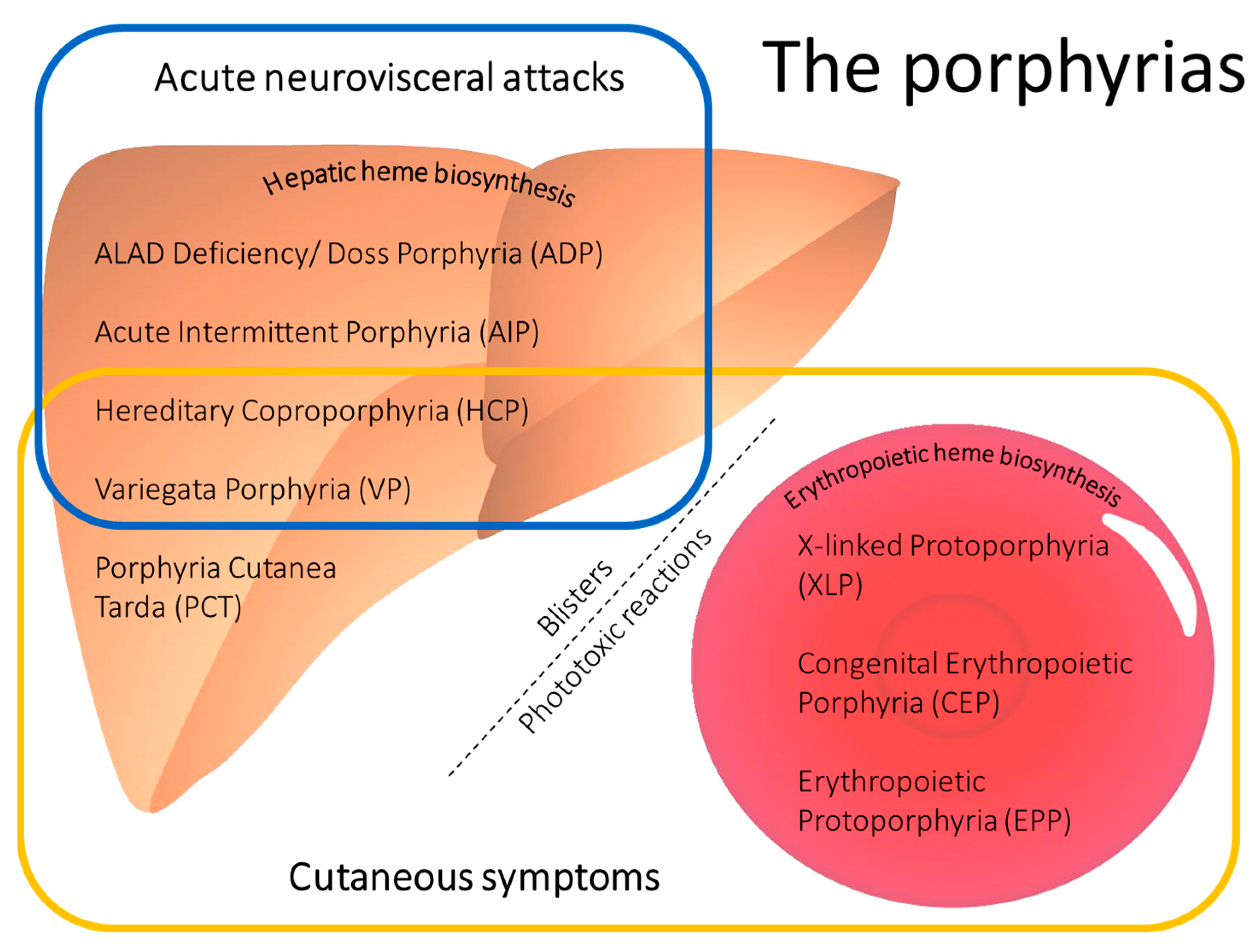 Life | Free Full-Text | First Report of a Low-Frequency Mosaic Mutation in  the Hydroxymethylbilane Synthase Gene Causing Acute Intermittent Porphyria
