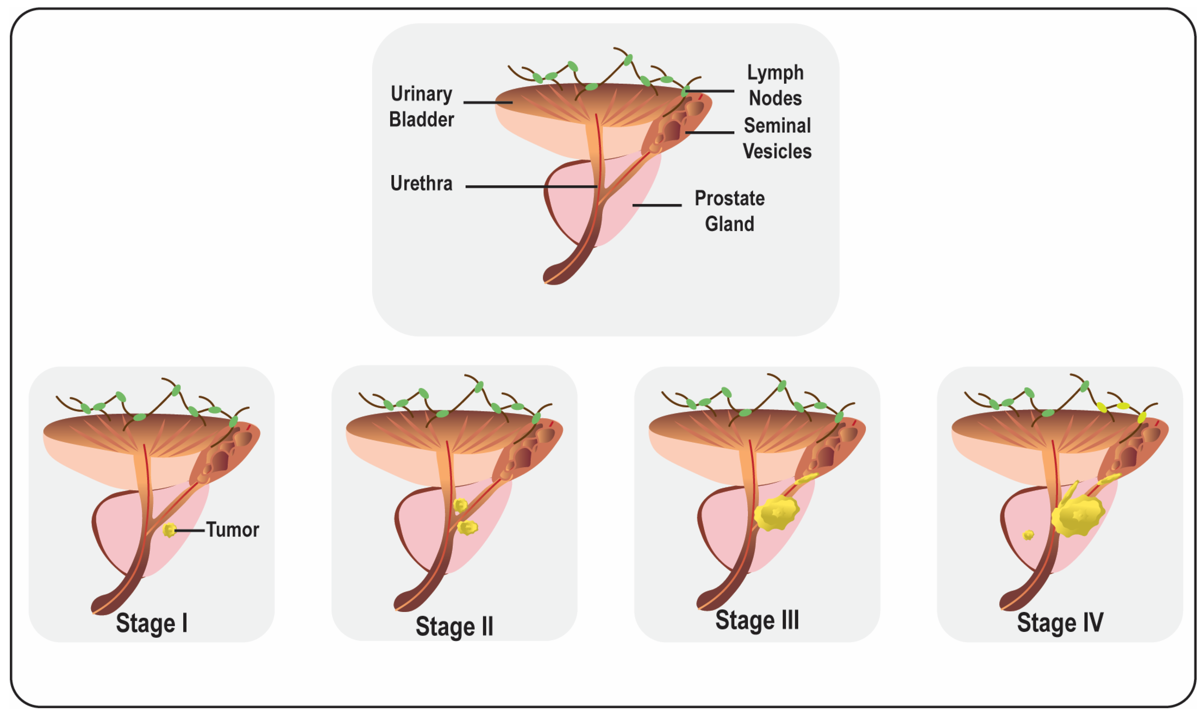 Life 13 01976 g001 Life 13 01976 g001