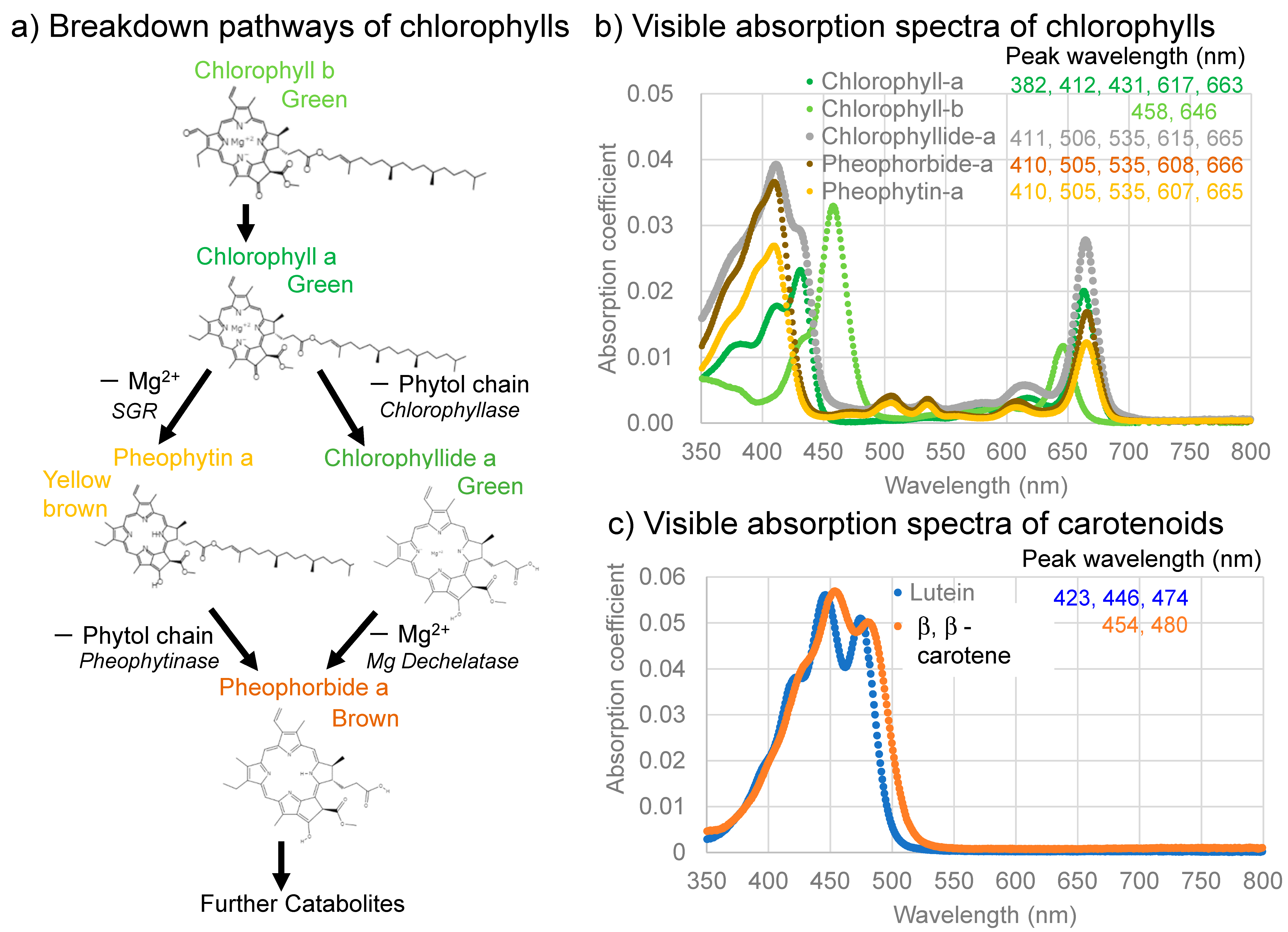 In Situ Visible Spectroscopic Daily Monitoring of Senescence